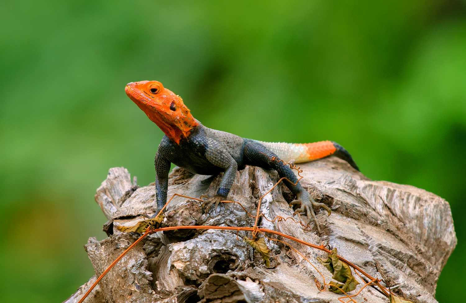 red headed rock agama...
