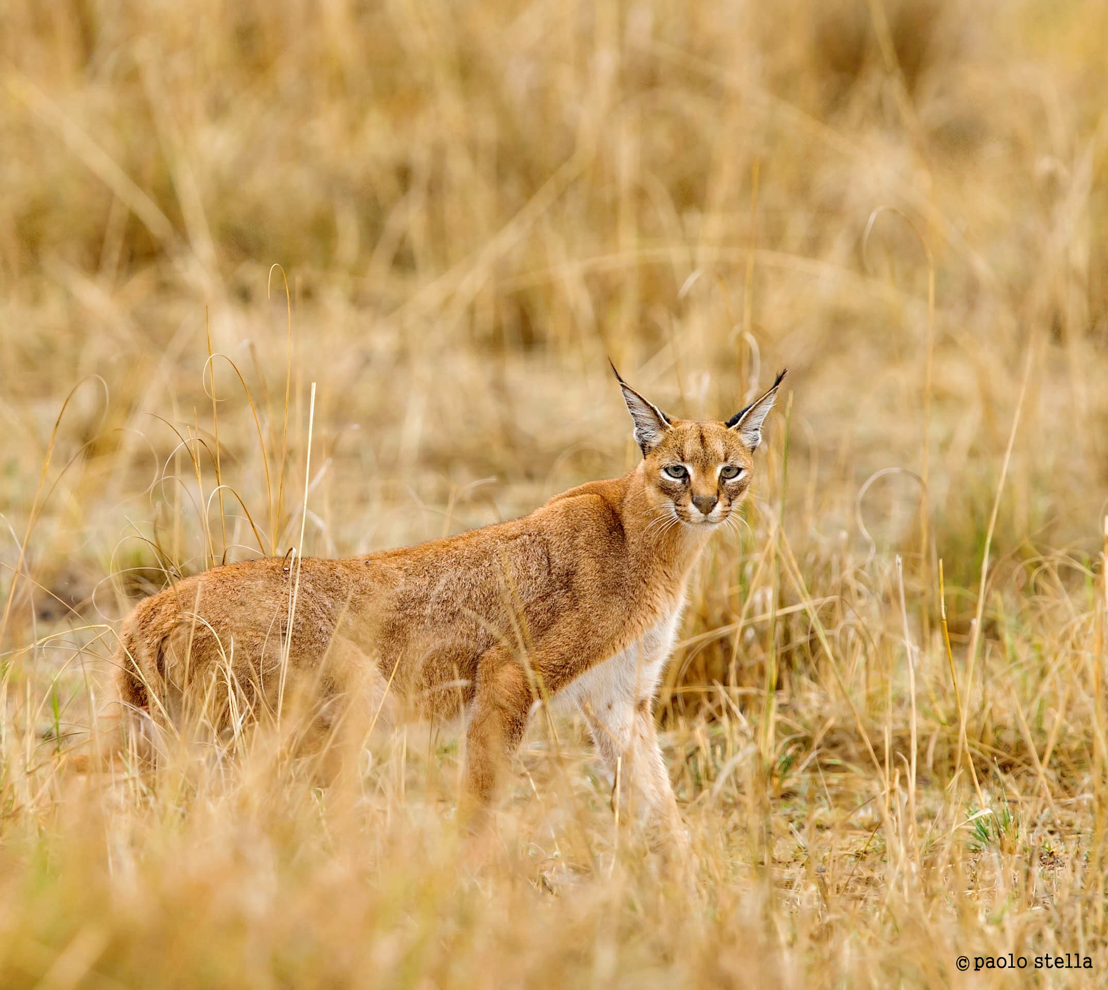 caracal in caccia...