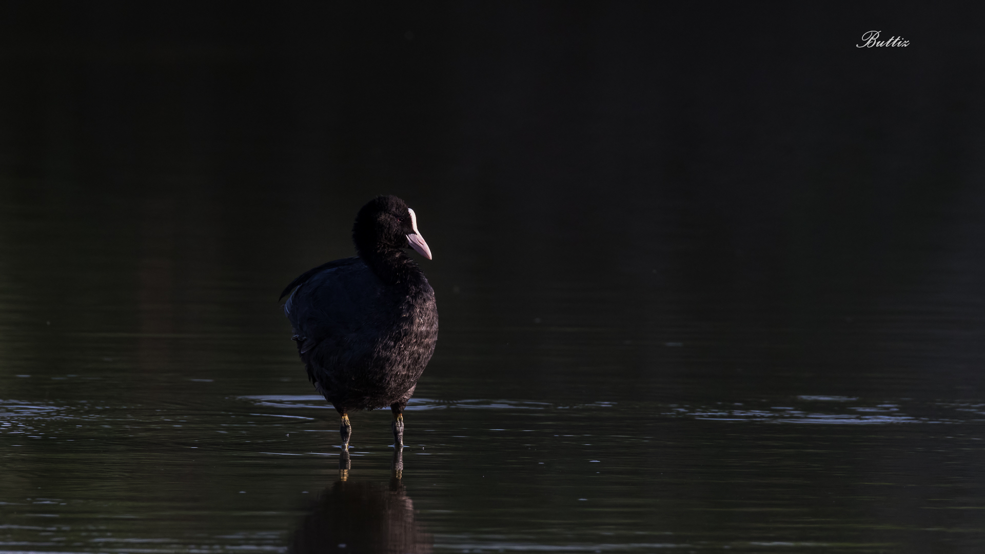 Coot in the early morning...
