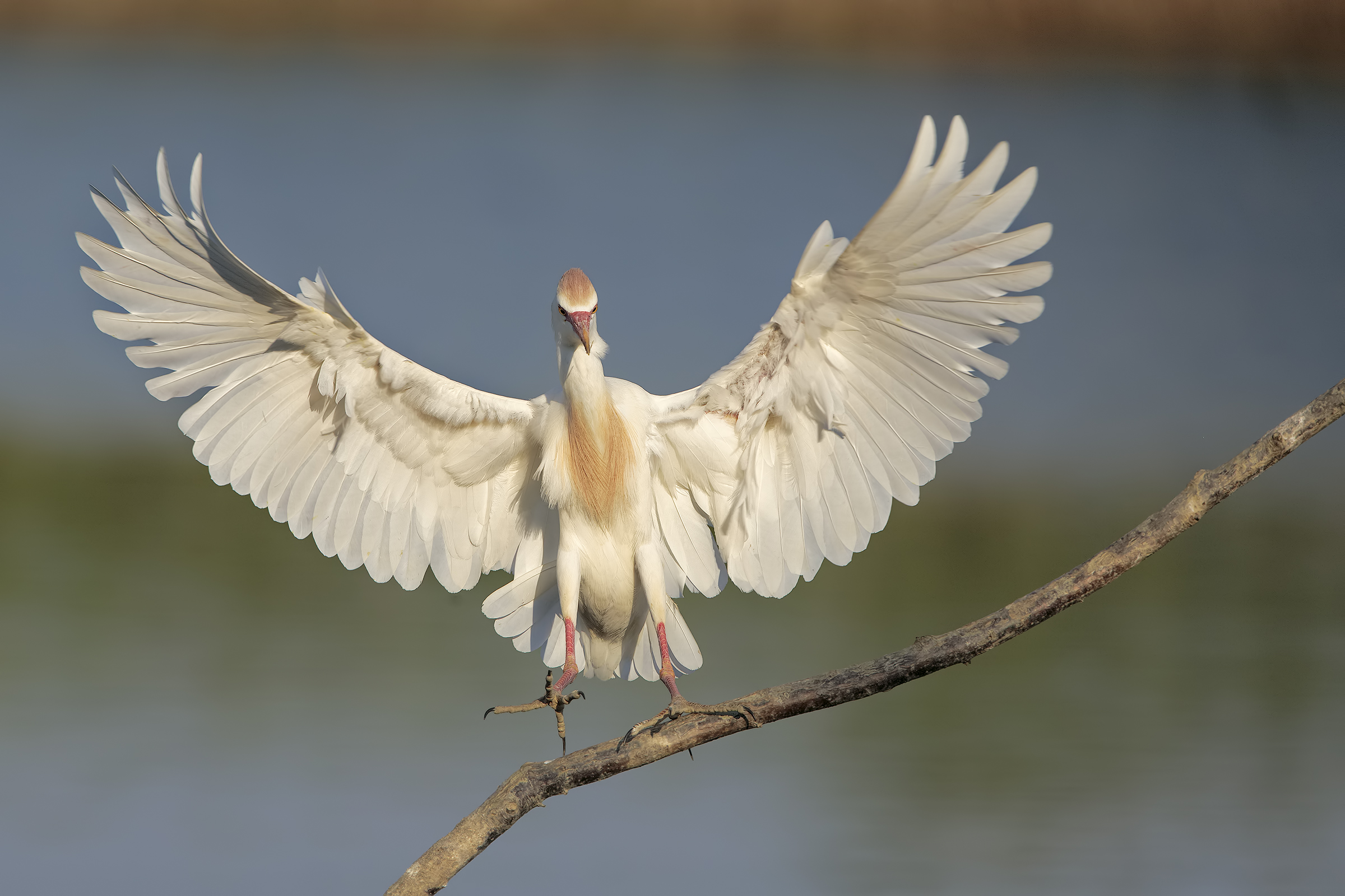 Heron Egrets...