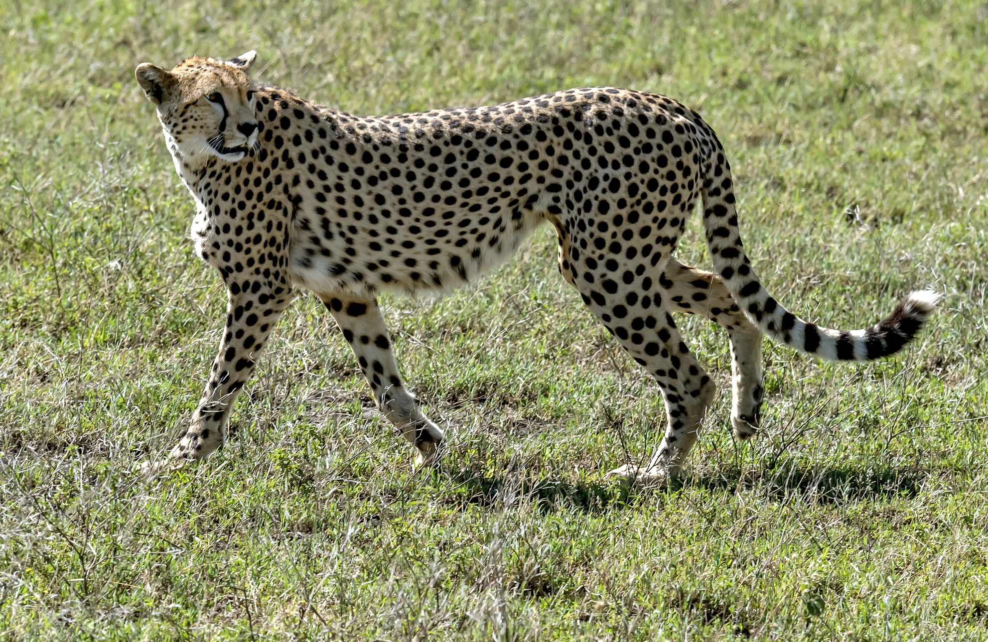Tanzania 2016 - Cheetah...