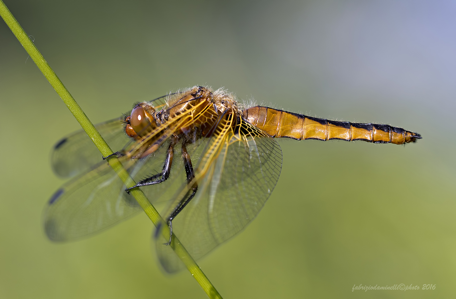 Libellula fulva -  Muller, 1764...
