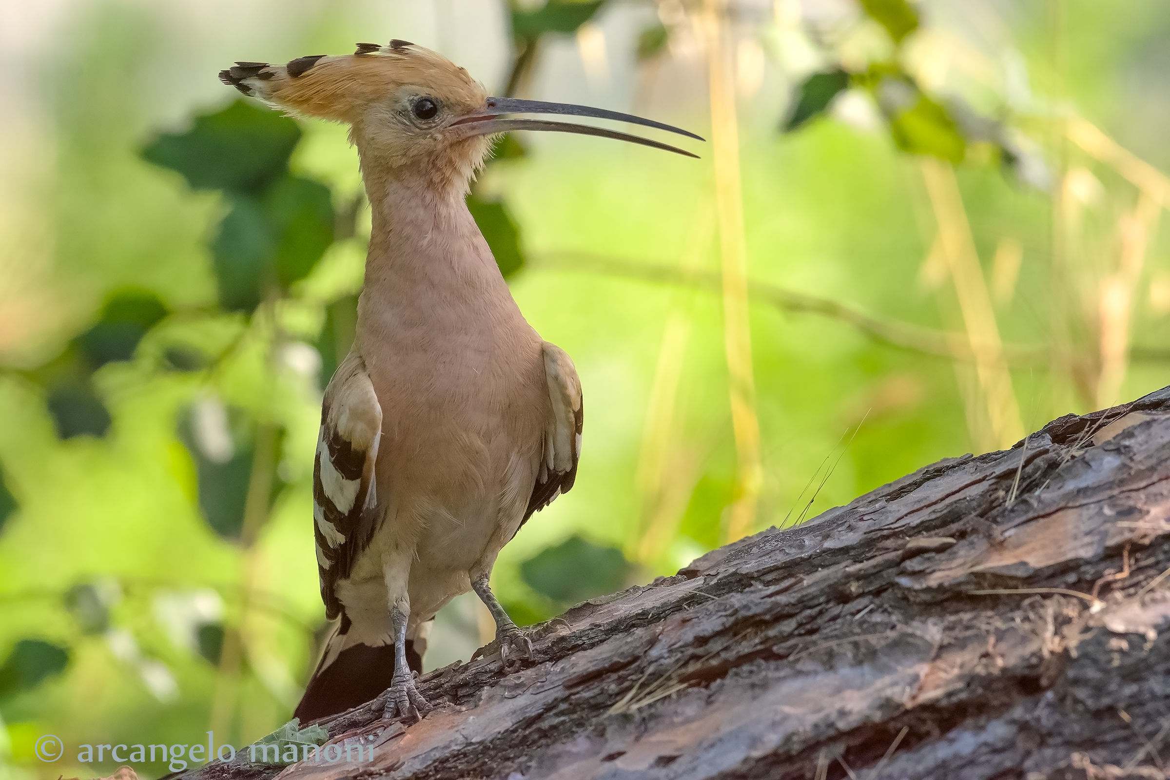 Come the hoopoe are back...