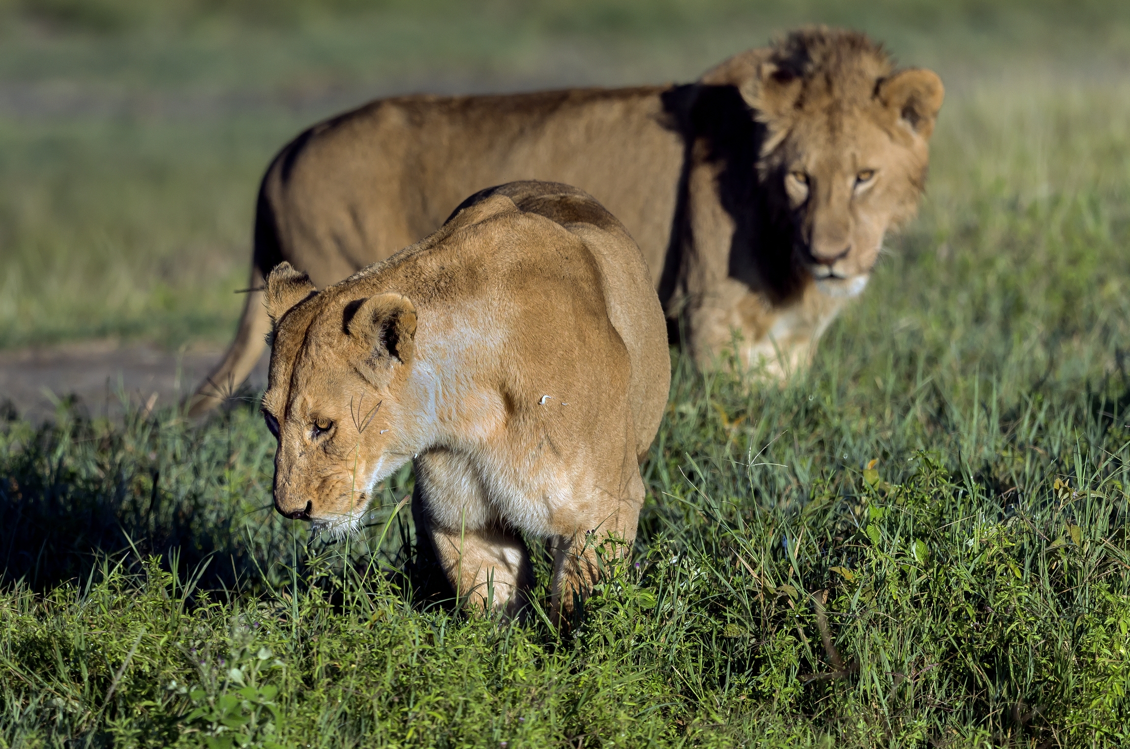 Tanzania 2016 - In the Ngorongoro crater...