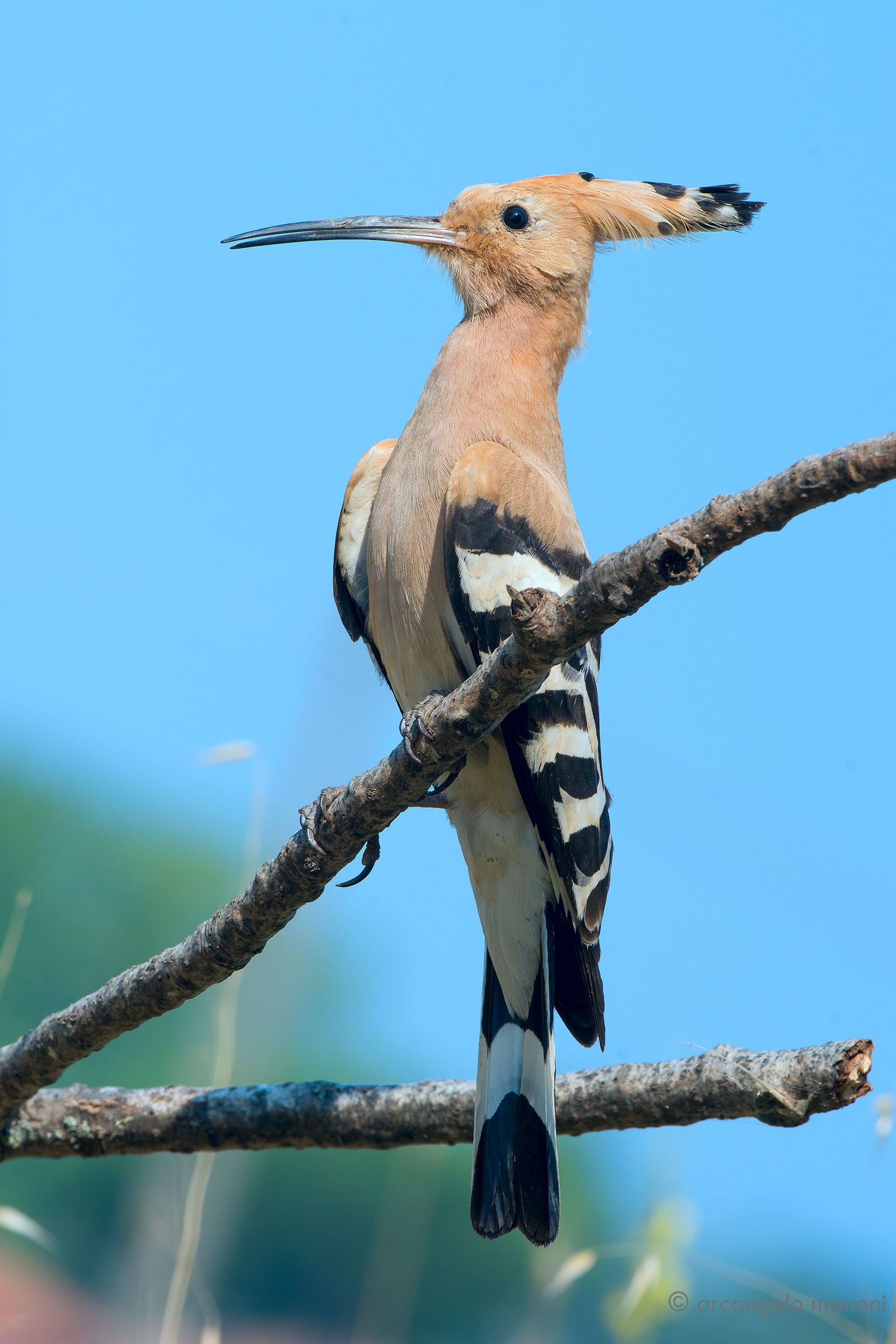 A hoopoe attention...