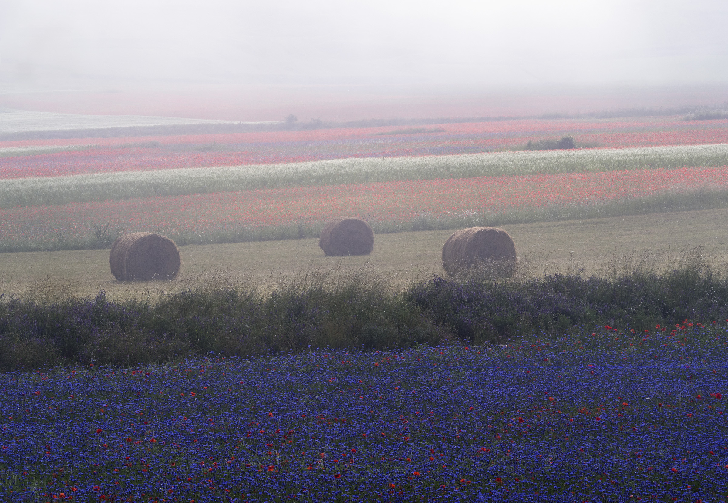 La fioritura sotto la fitta nebbia...