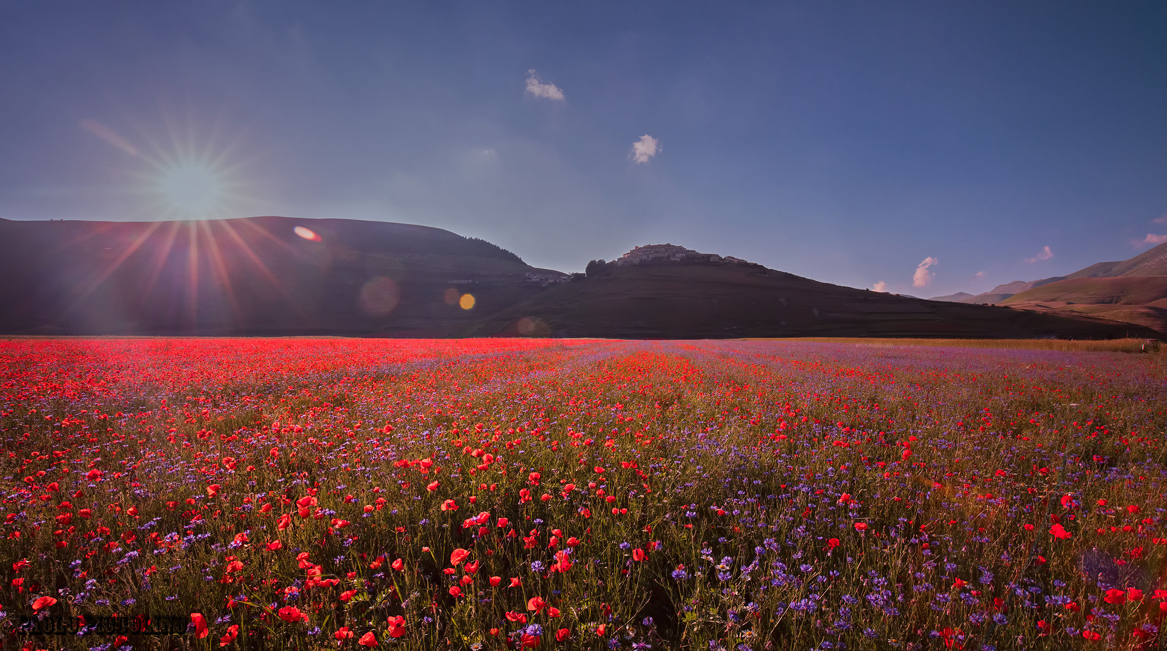 Castelluccio bloom 2016...