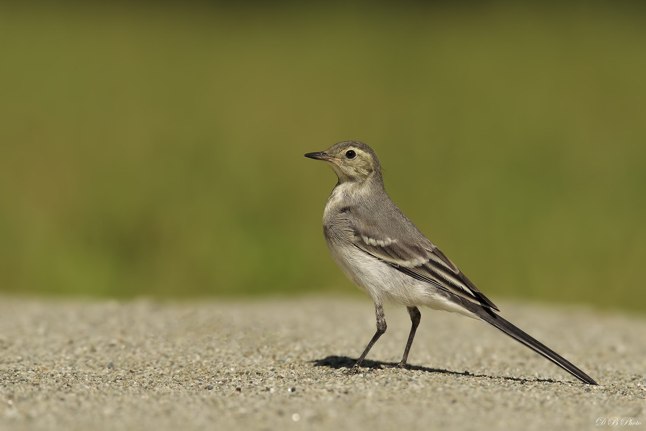 white wagtail....