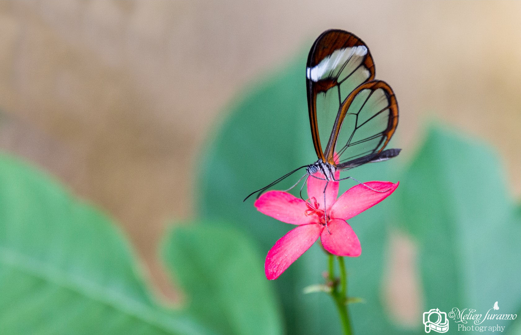 Butterfly on flower...
