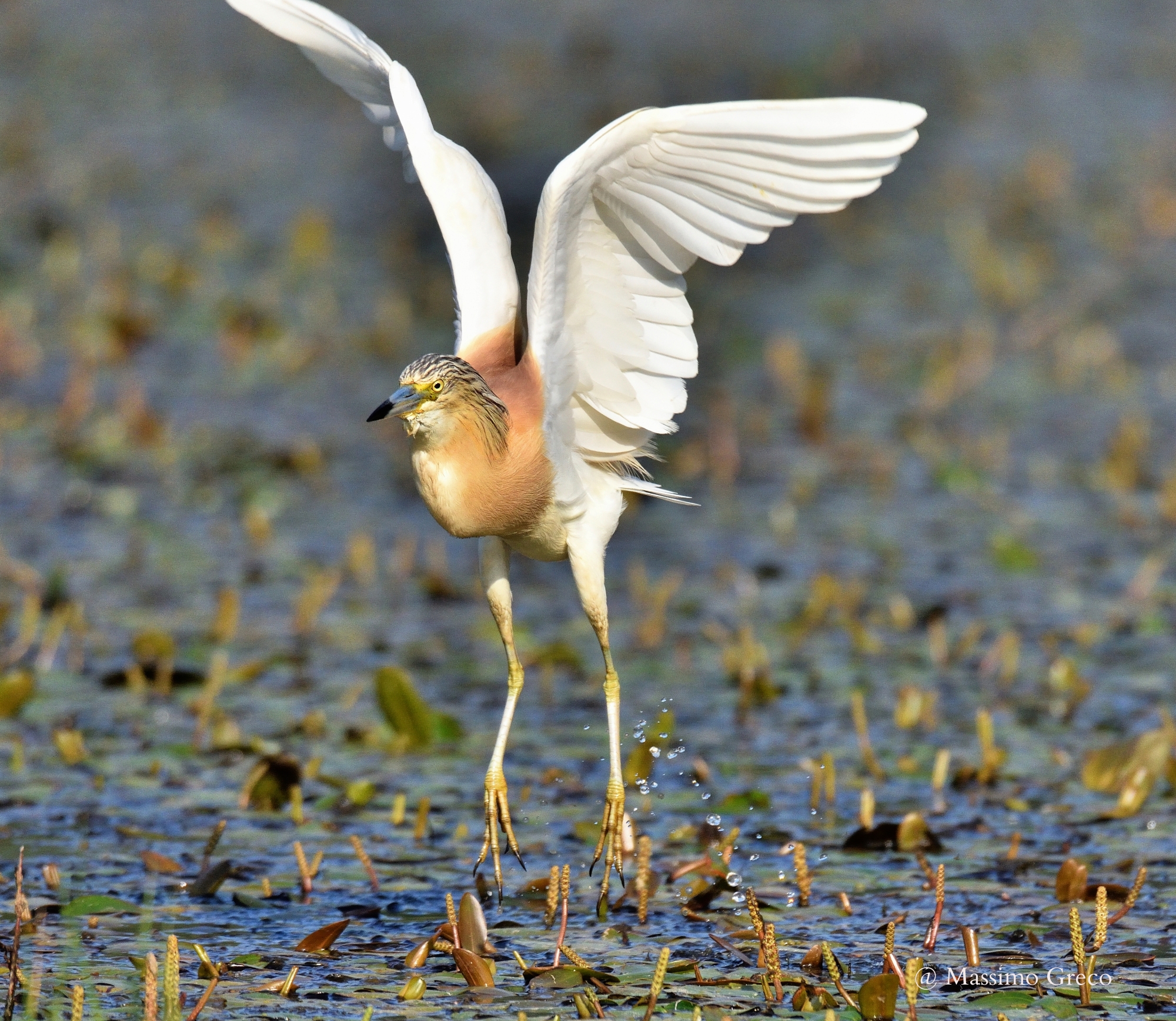 Squacco Heron (Ardeola ralloides)...