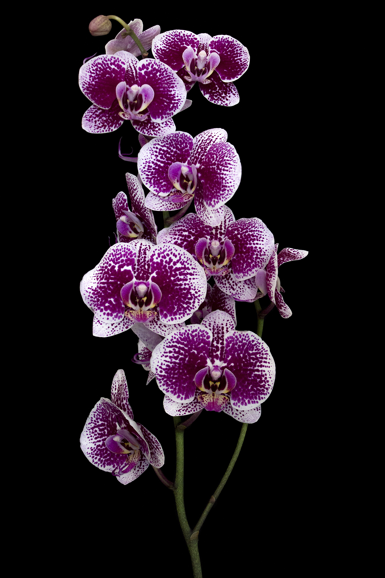 Orchidea....