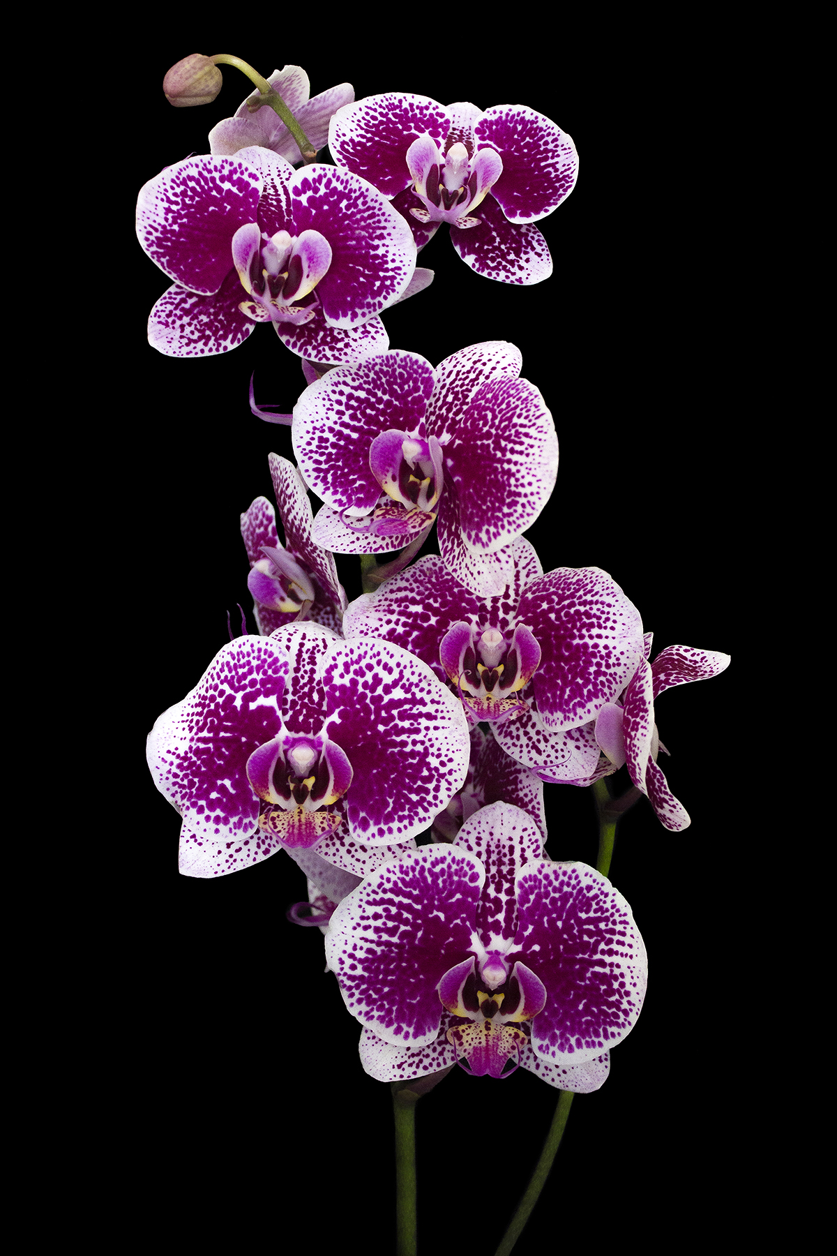Orchid....