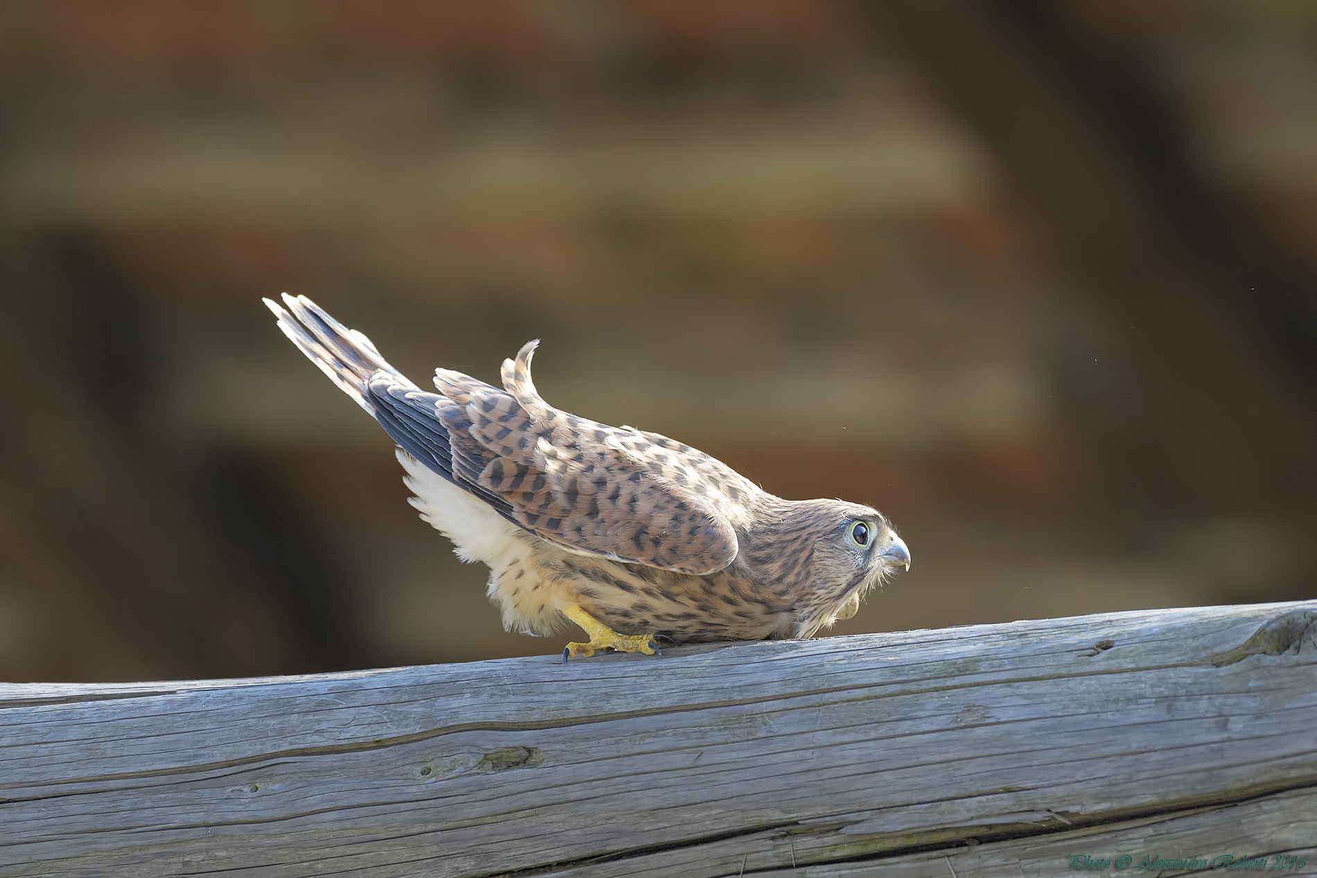 Kestrel very young just out of the nest...