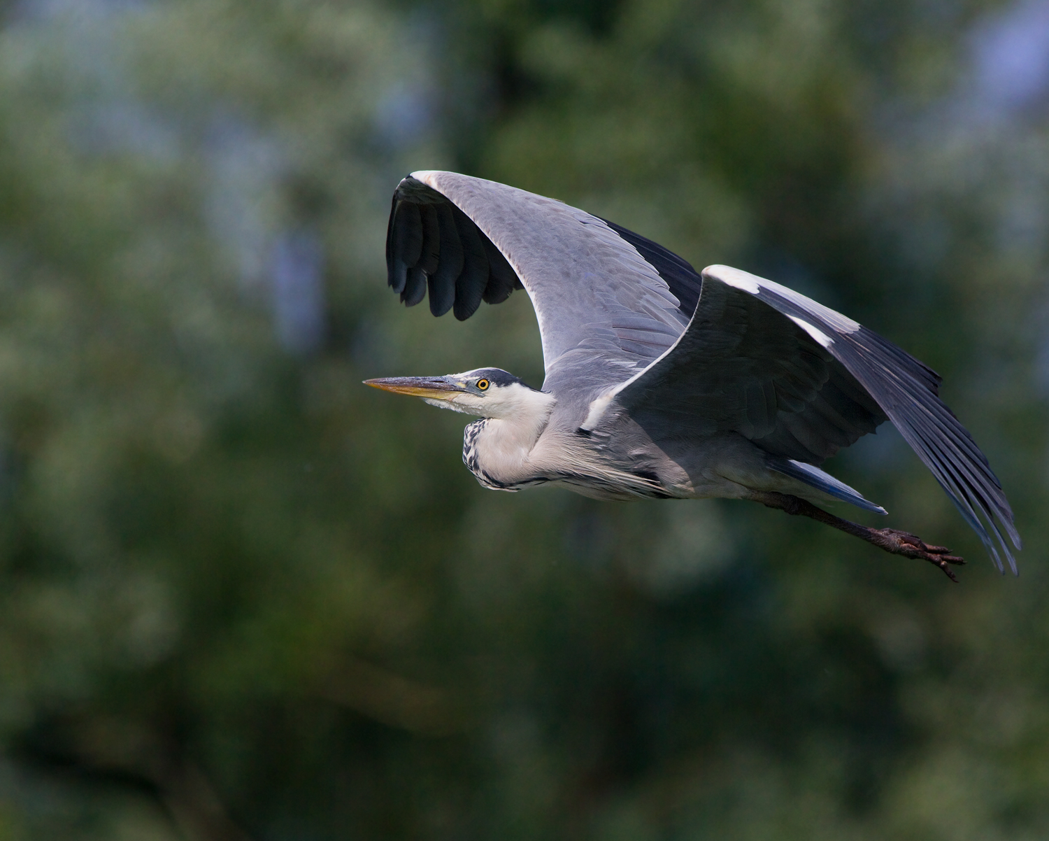 gray heron...