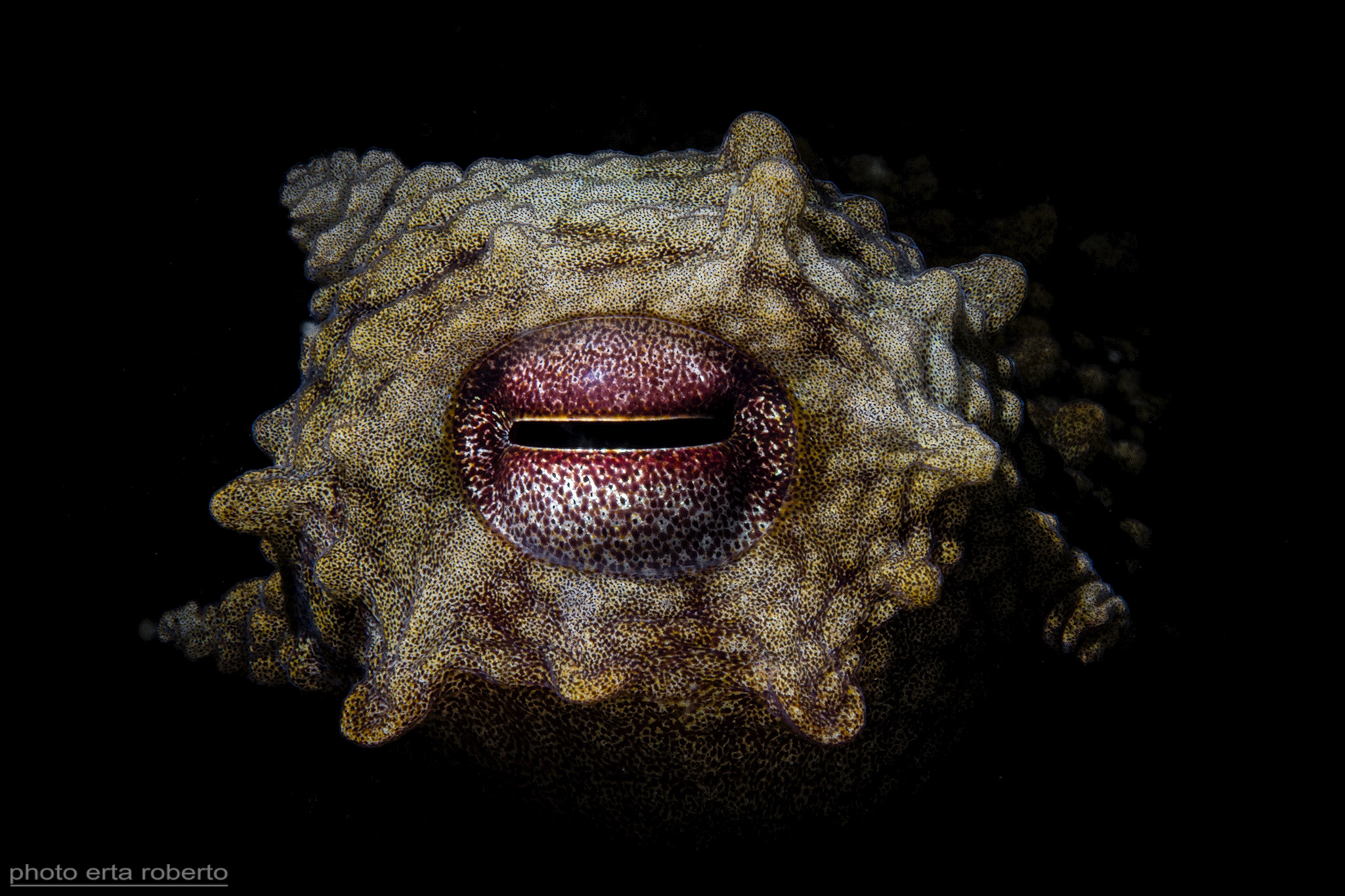 Octopus Eye...