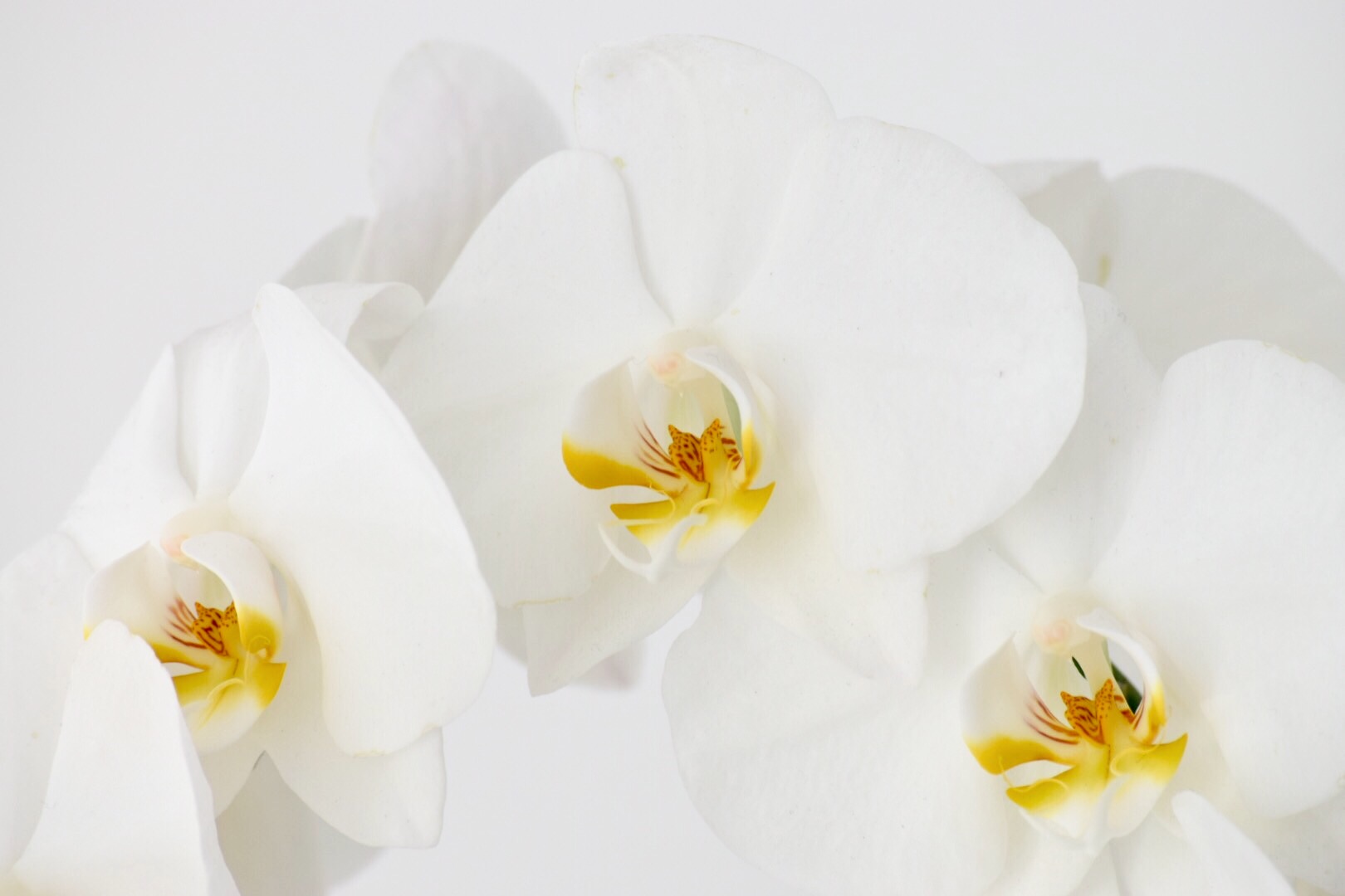 Orchidea bianca b...