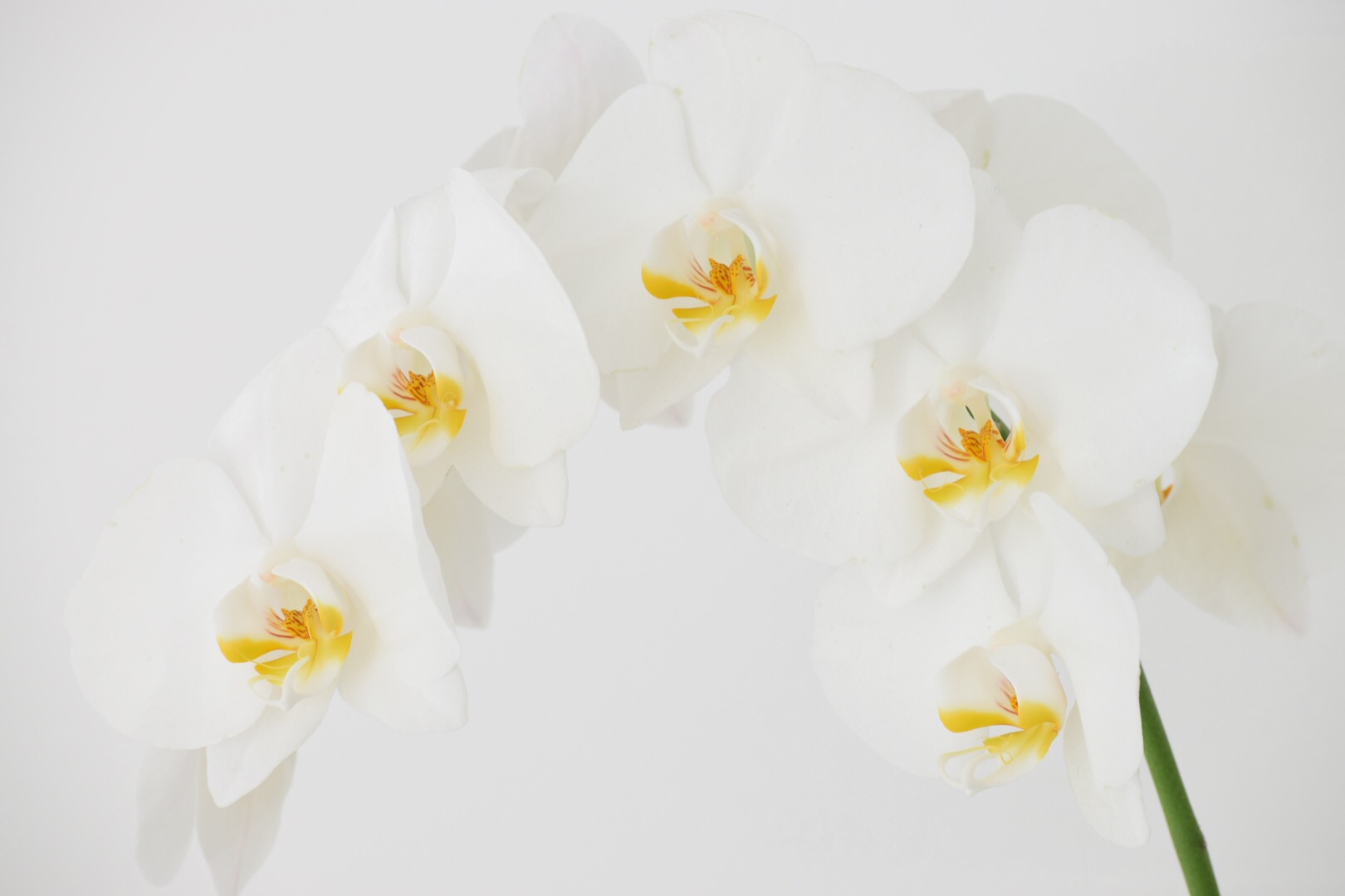 Orchidea bianca C...