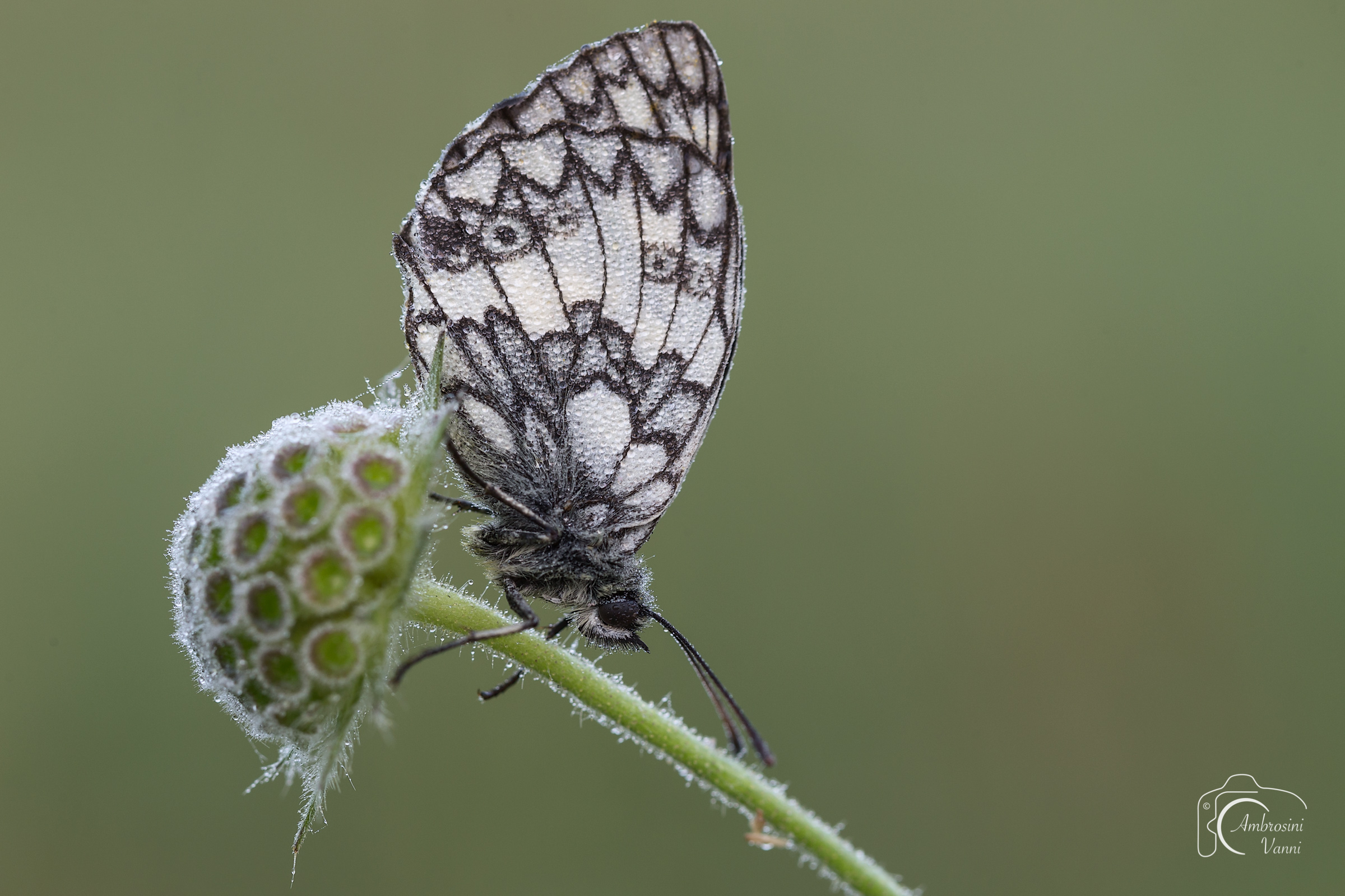 The first macro to a butterfly...