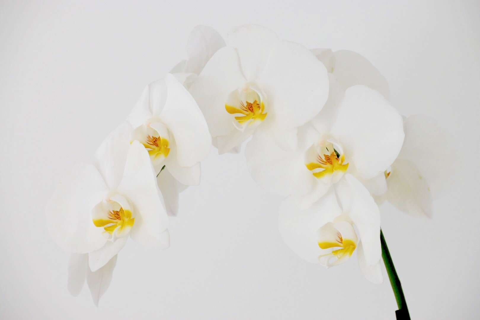 white orchid...