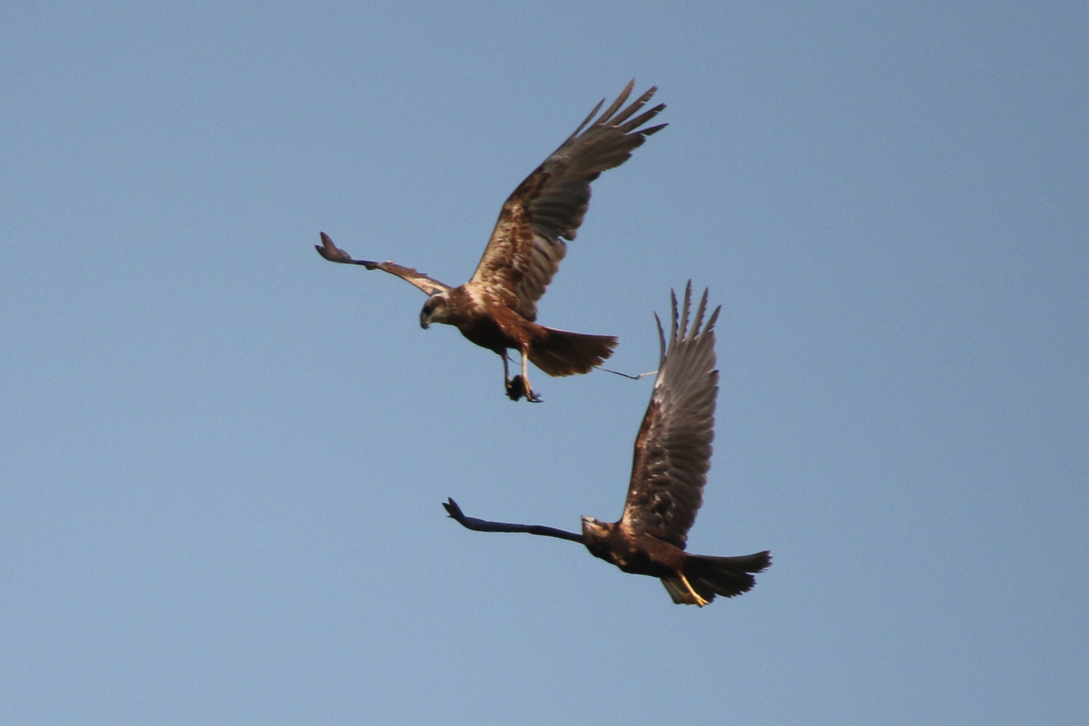 pair of hawks with prey...