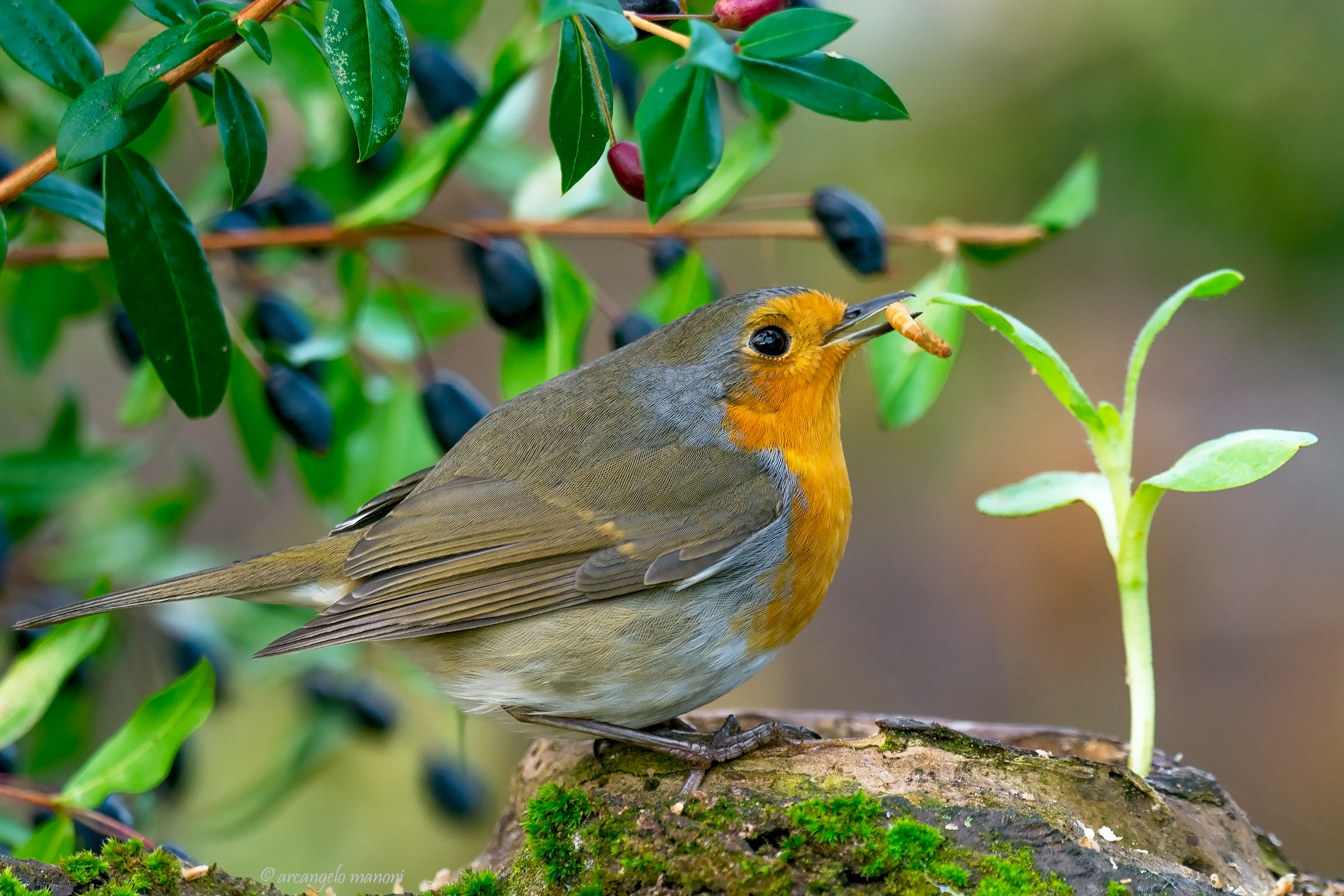 Robin and berries...