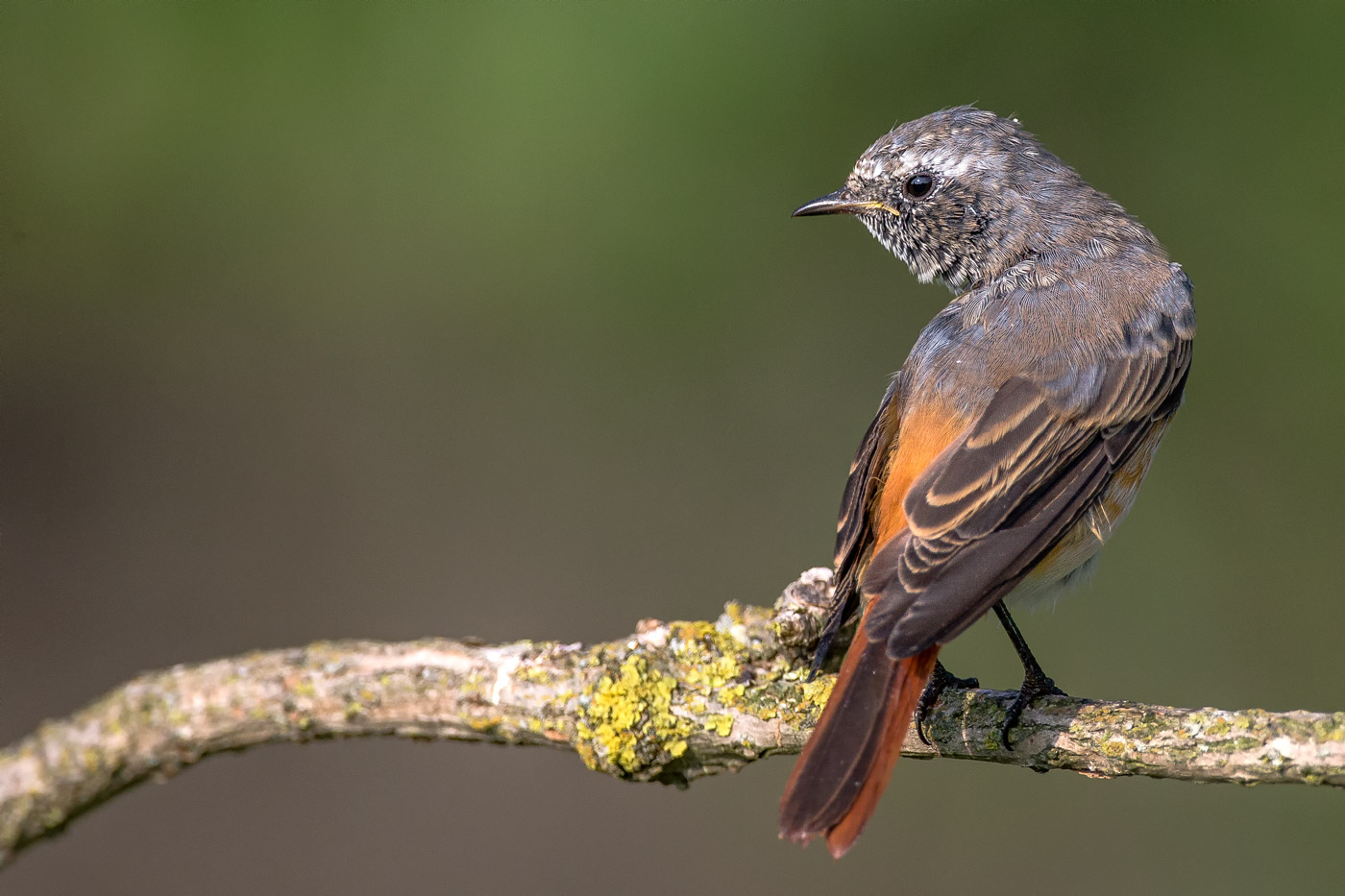 Chimney sweep Redstart young...