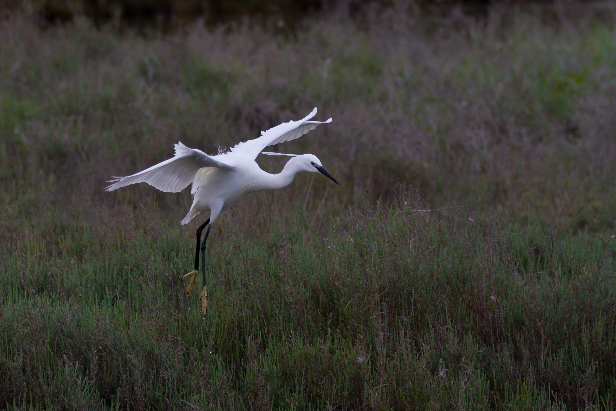 Egret on the delta...