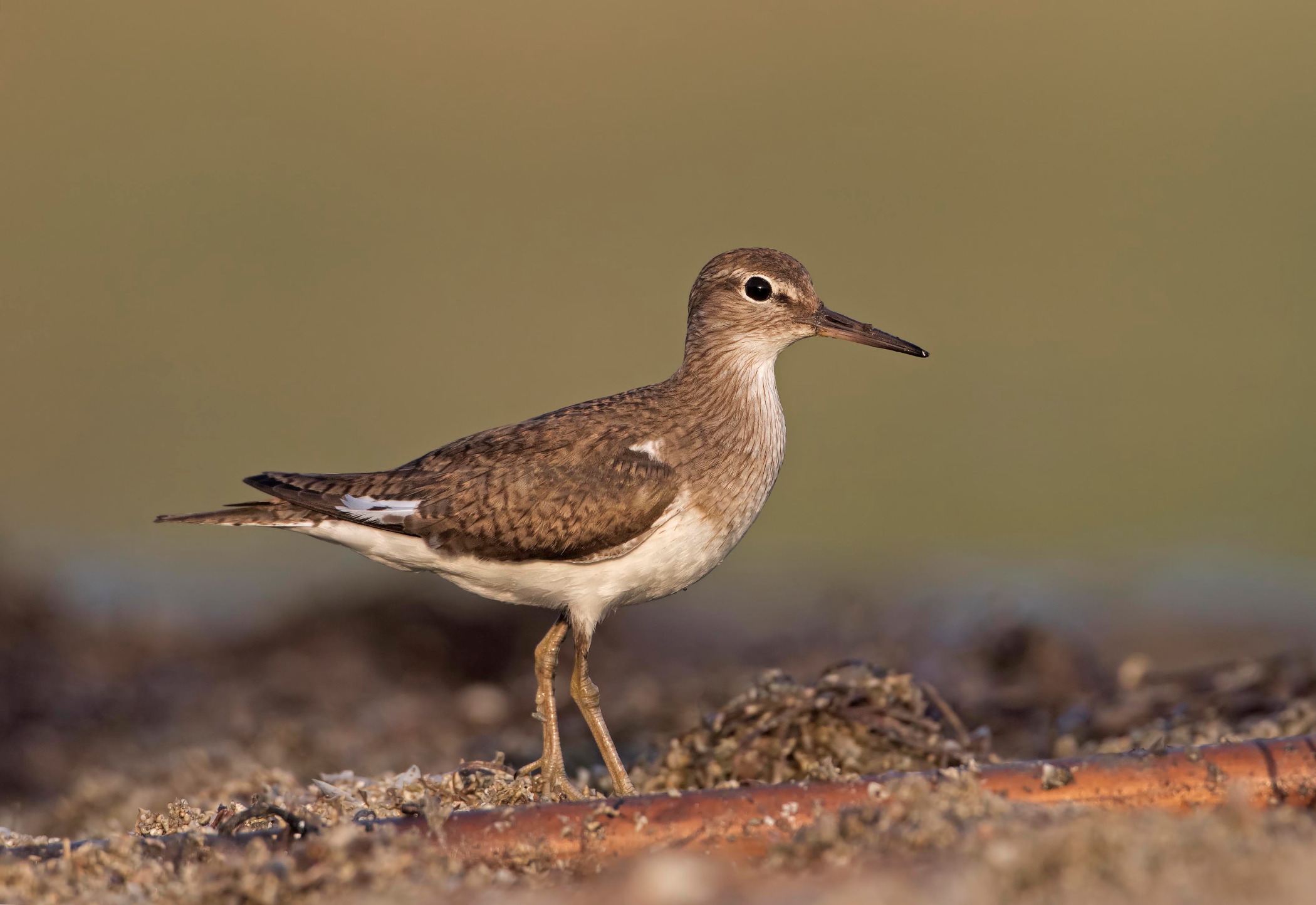 sandpiper...