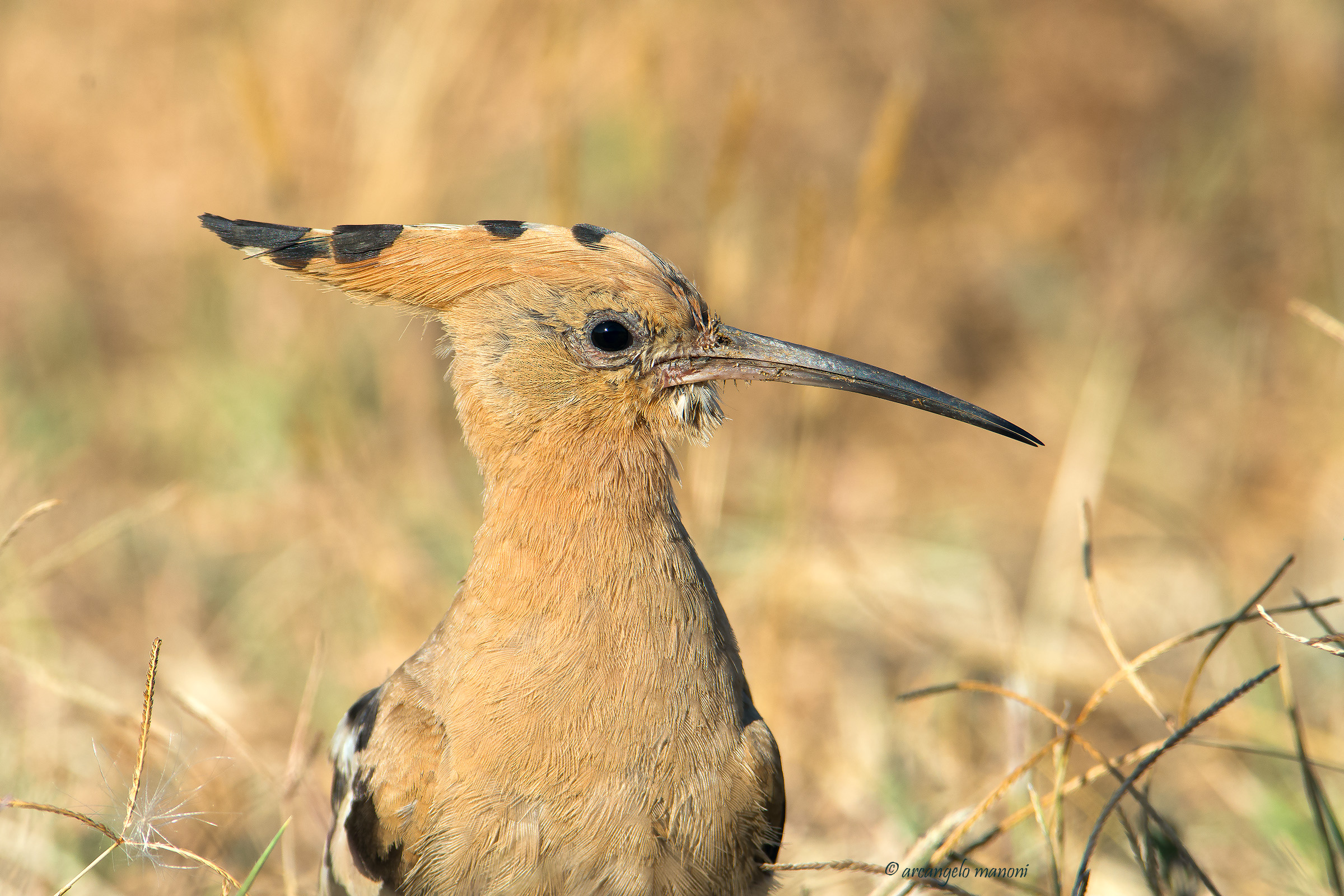 The dry summer with the hoopoe...