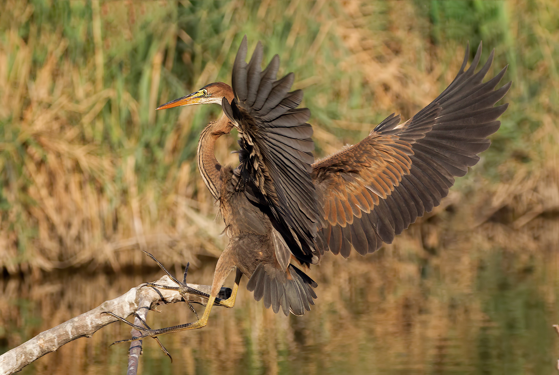 purple heron in atterragggio...