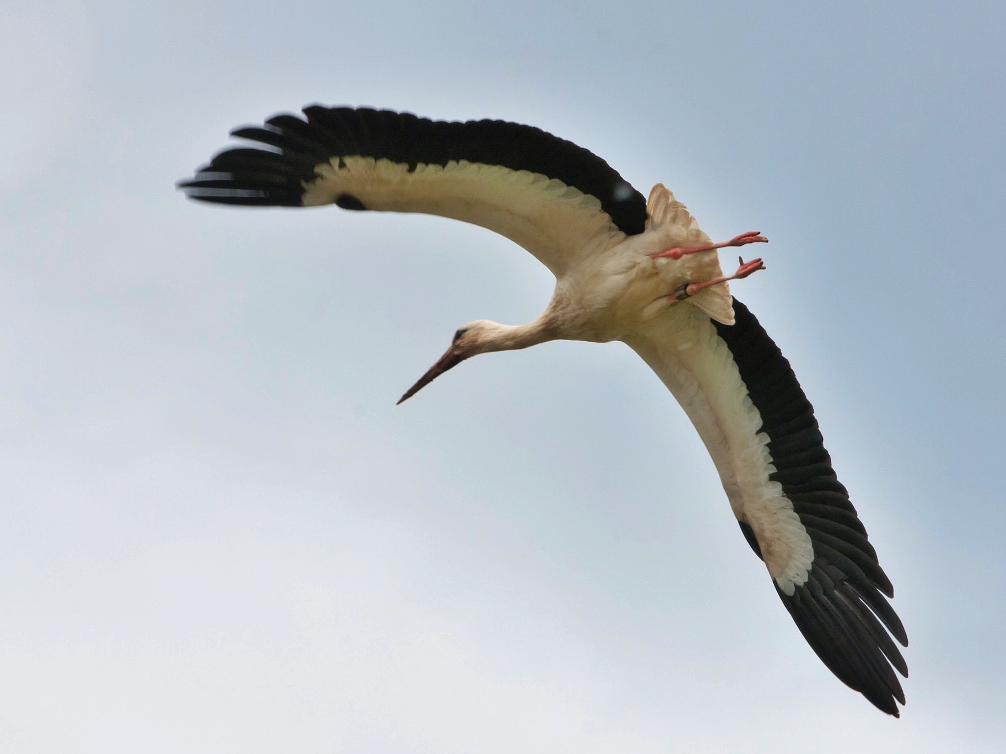ringed stork...