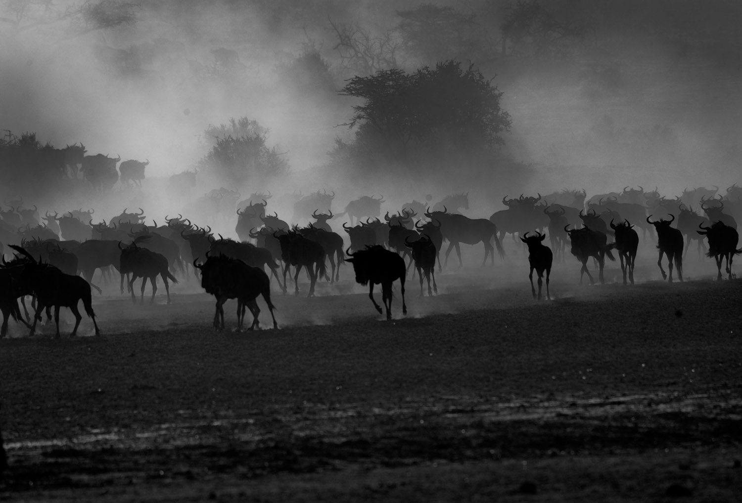 Migration...
