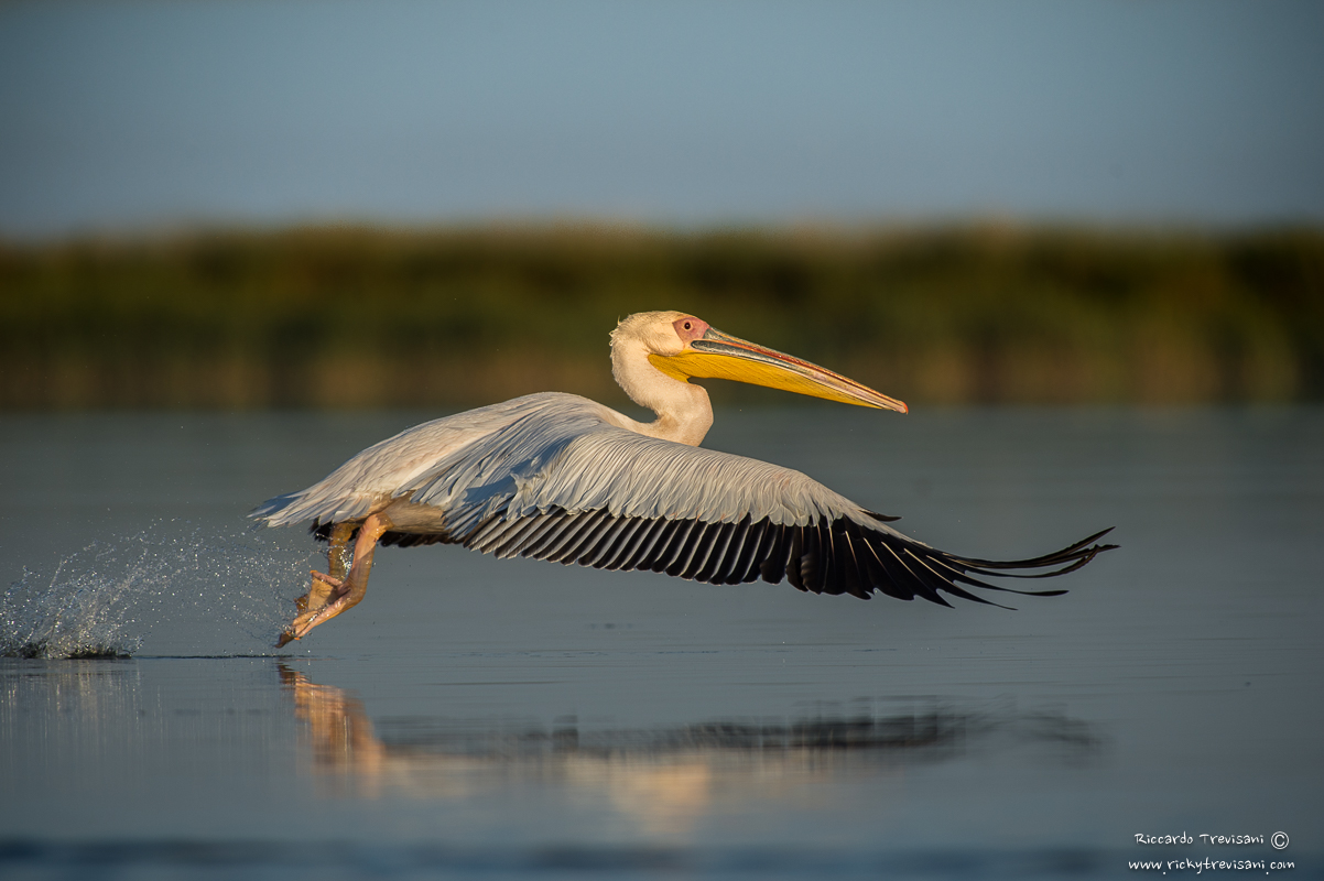white pelican...