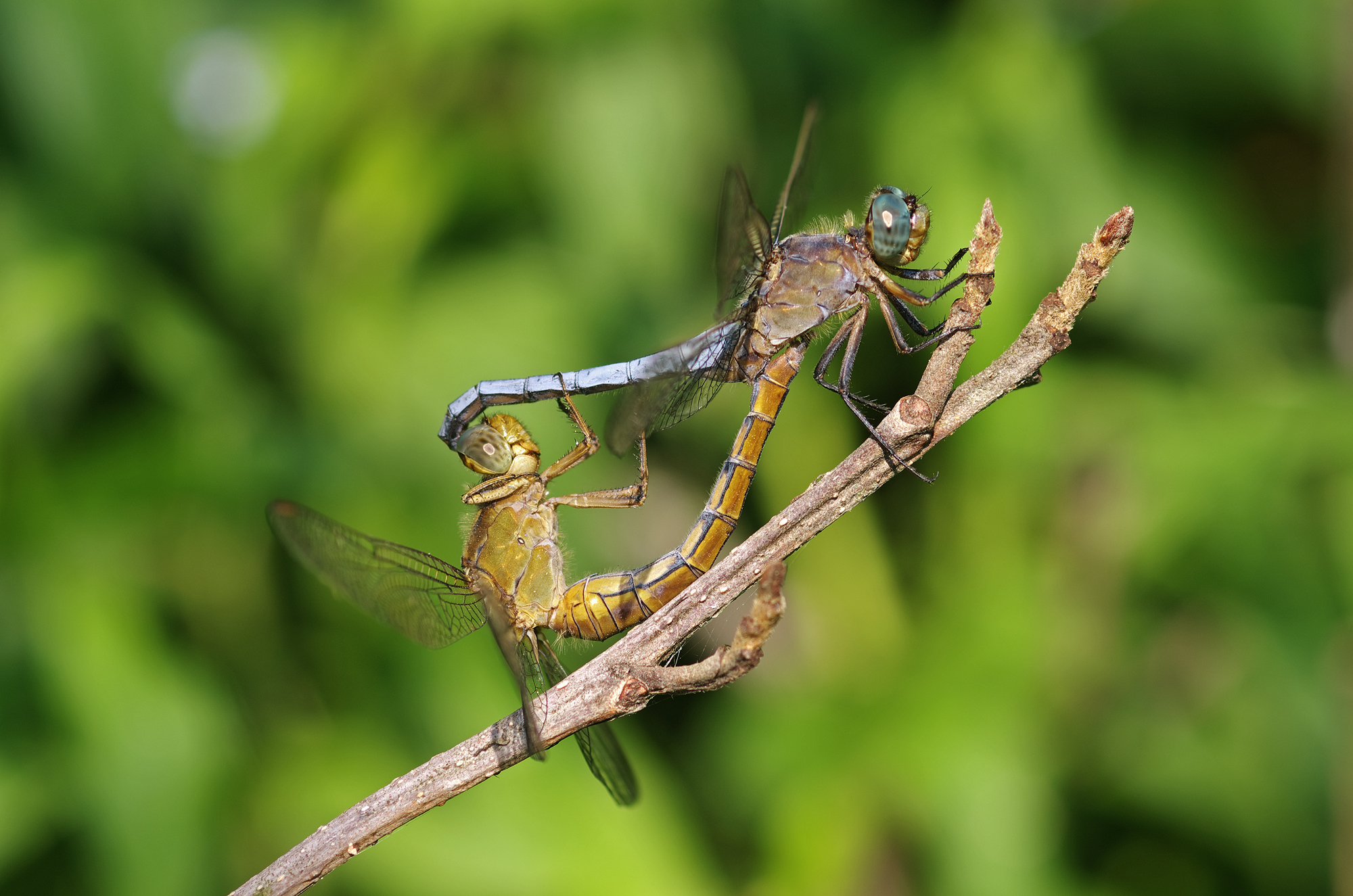 Orthetrum coerulescens...