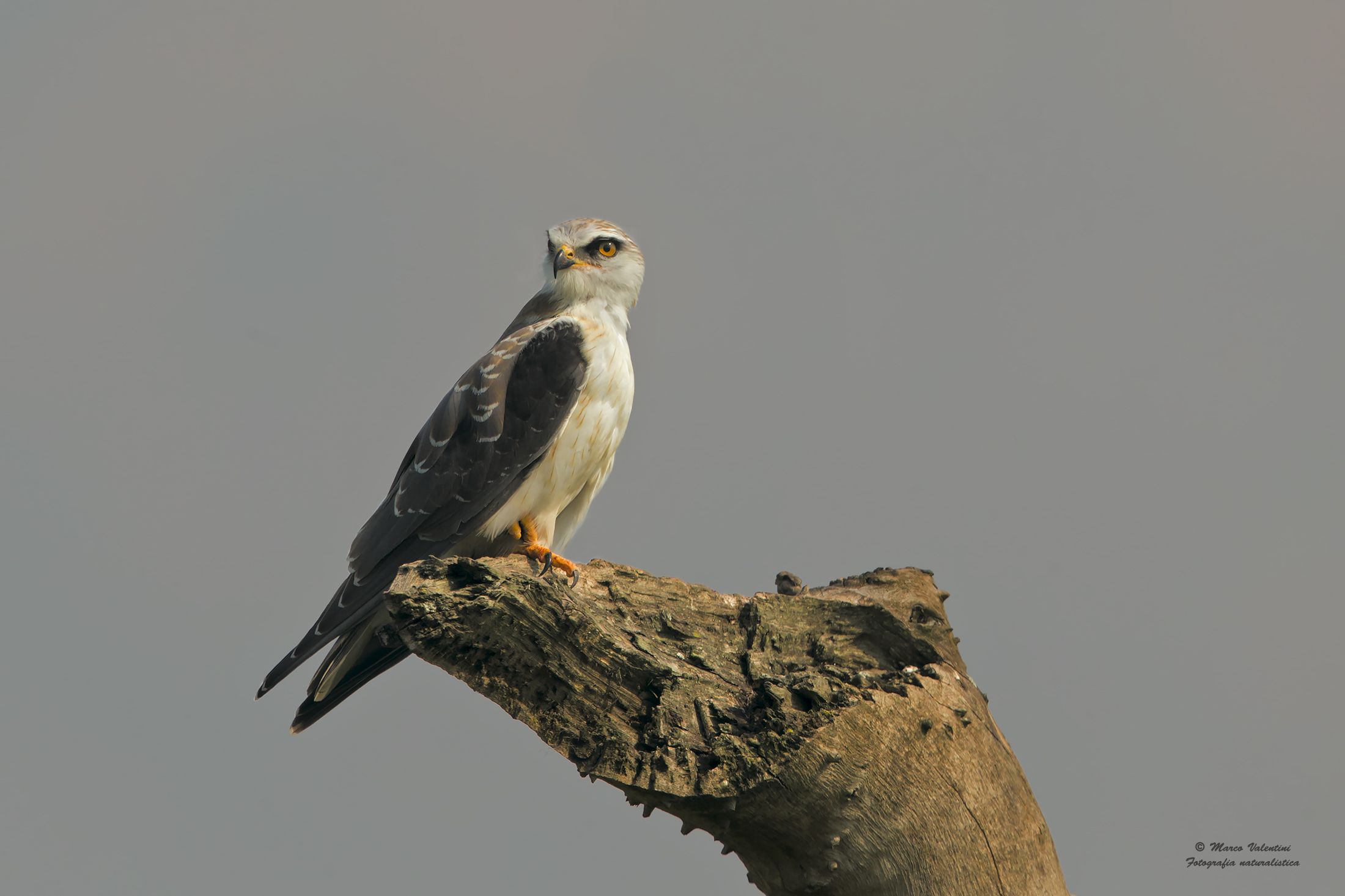 Young Black-winged Kite...