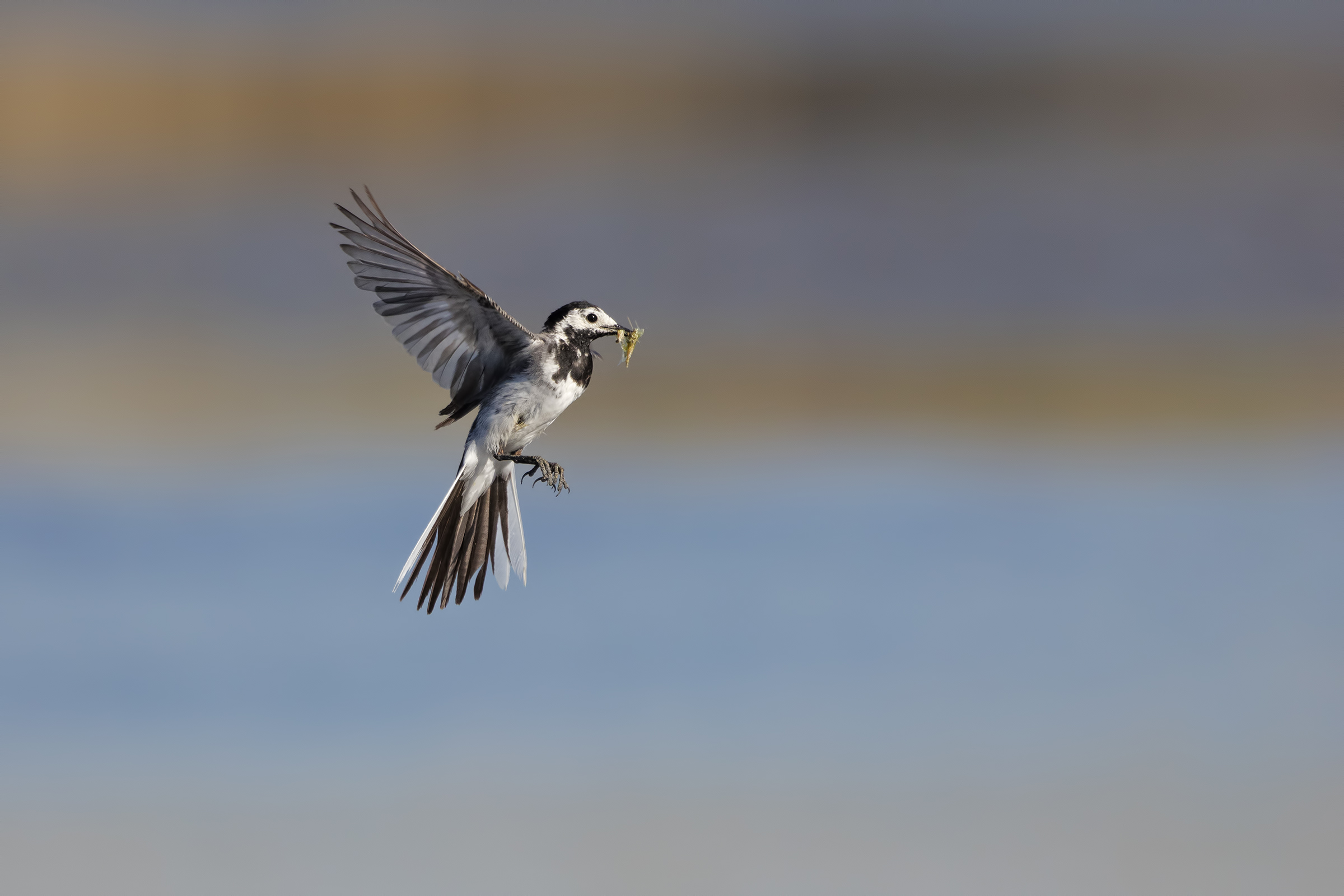 white Wagtail...