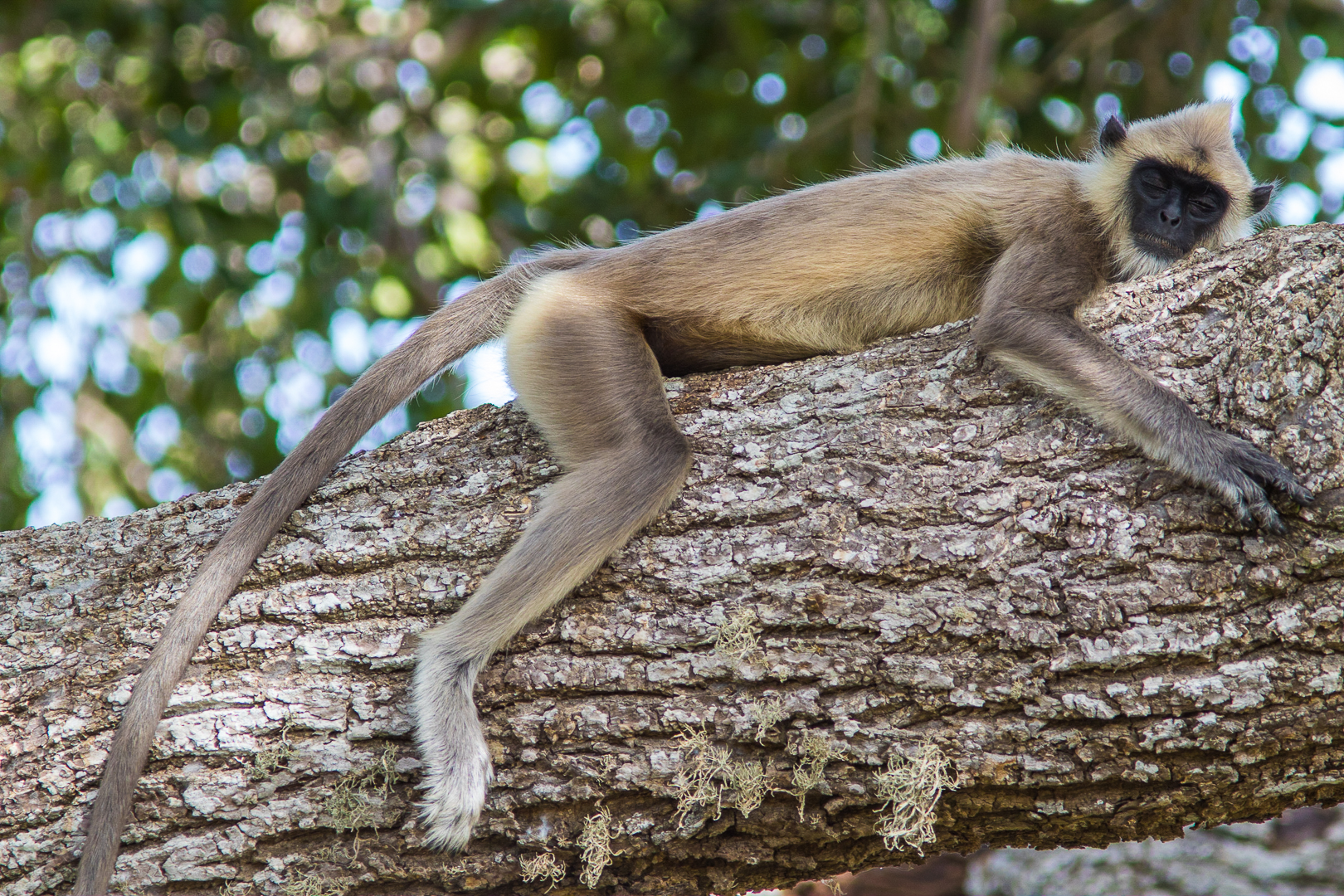 Grey Langur...