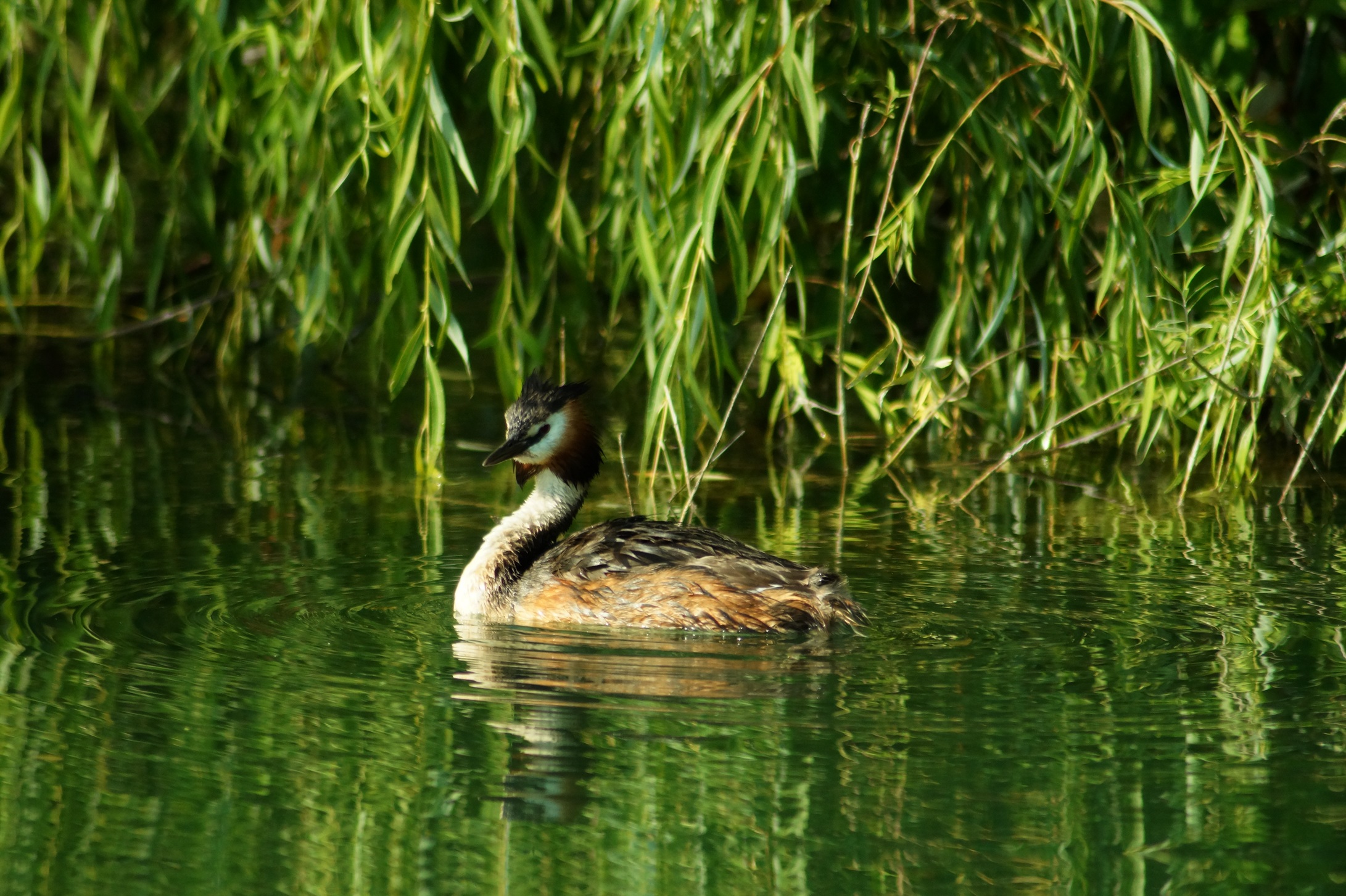 Grebe 2...