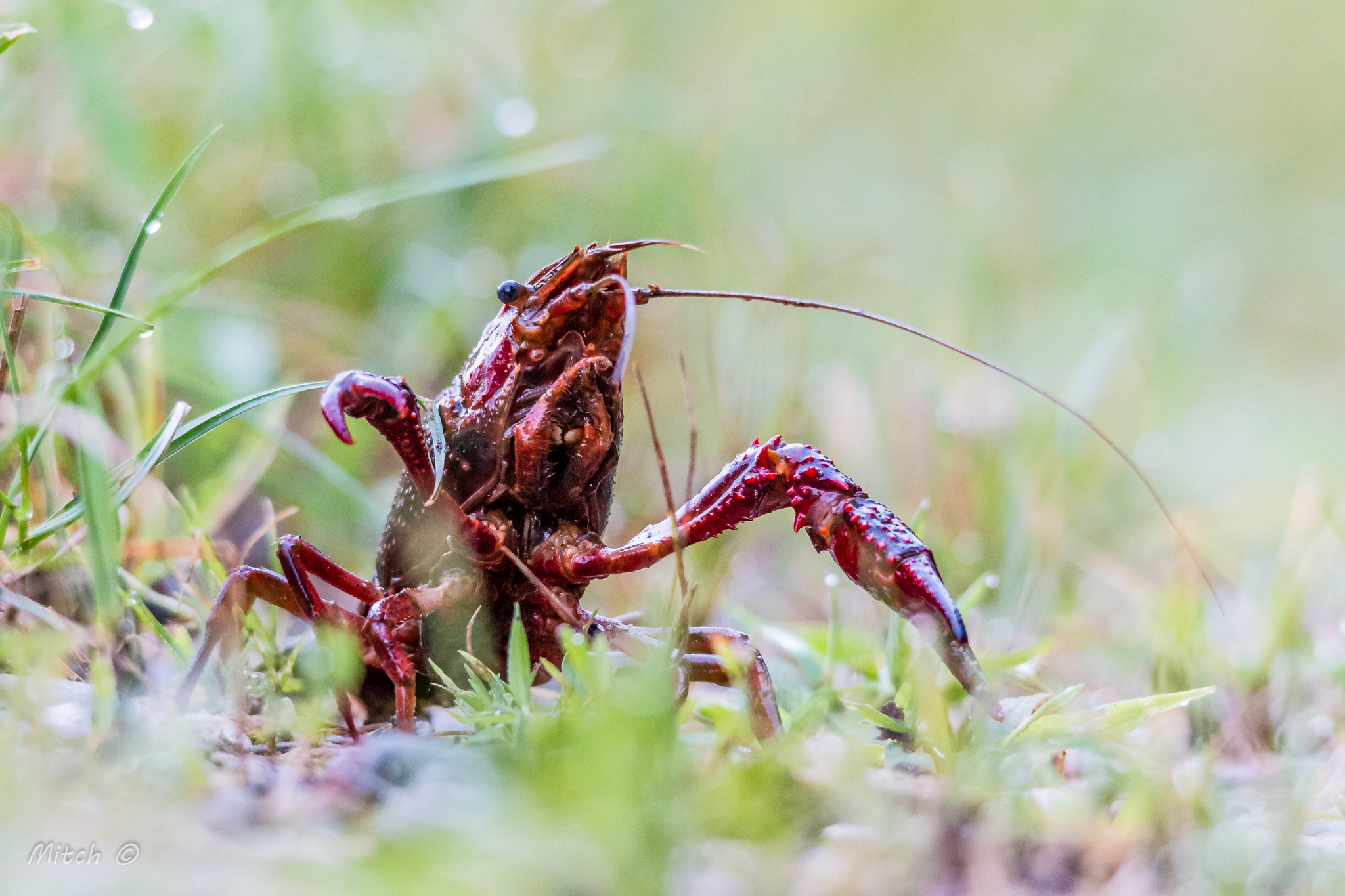 Swamp crayfish...