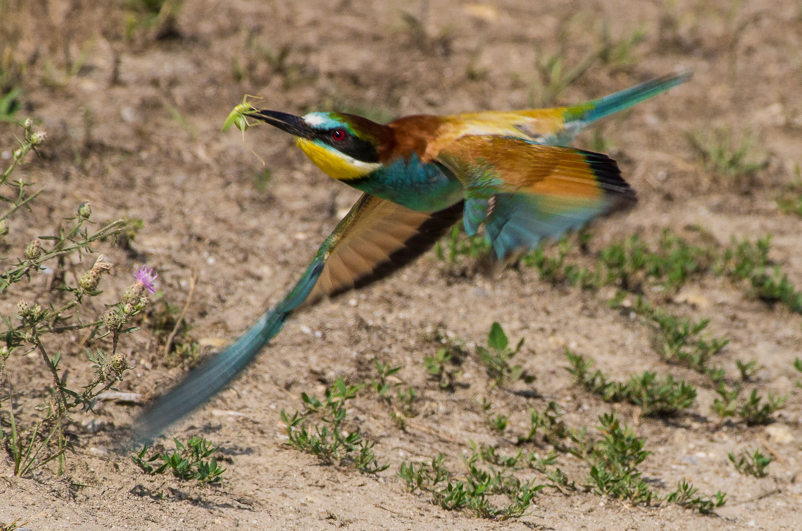 bee-eater in flight...