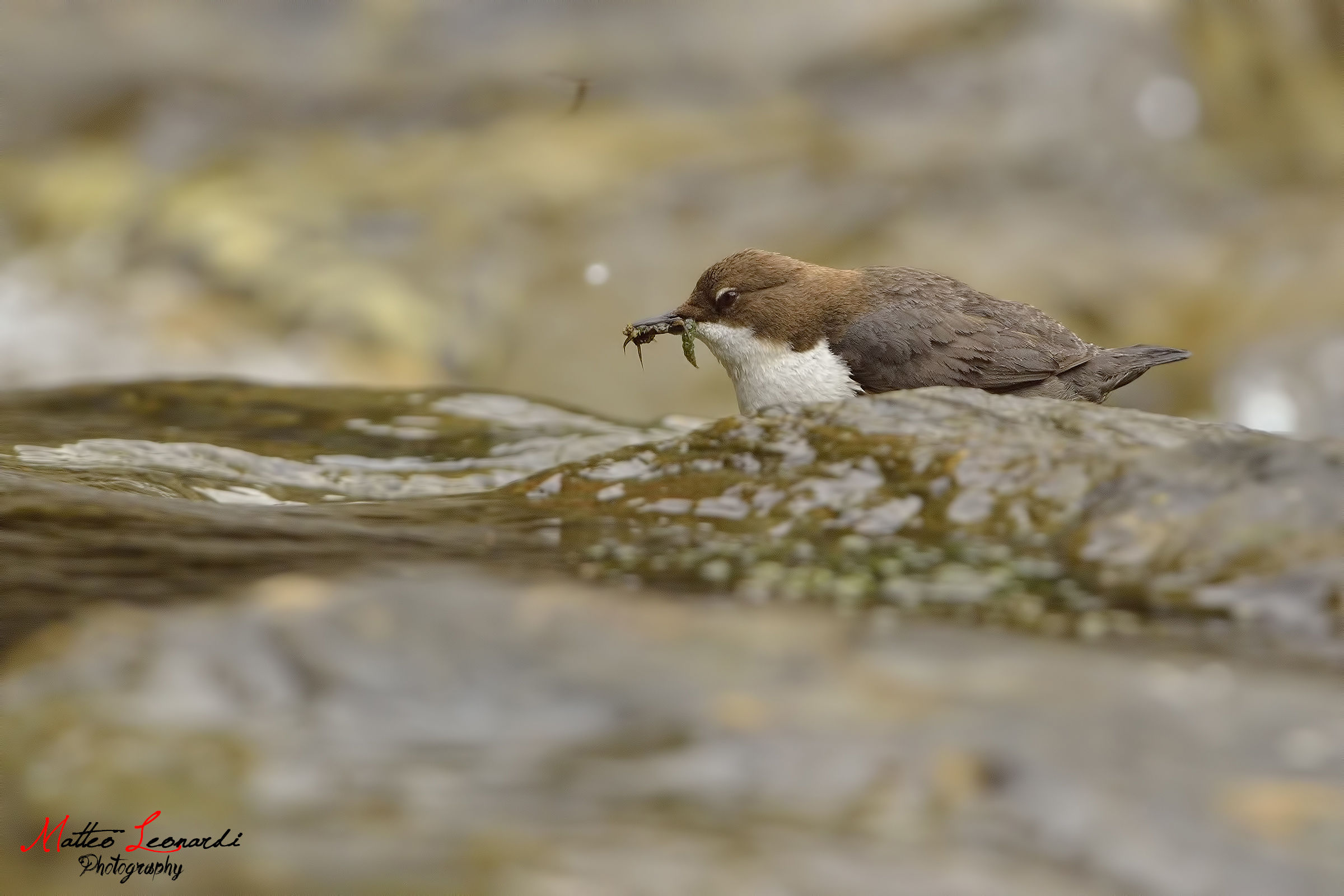 Dipper - Searching for food...