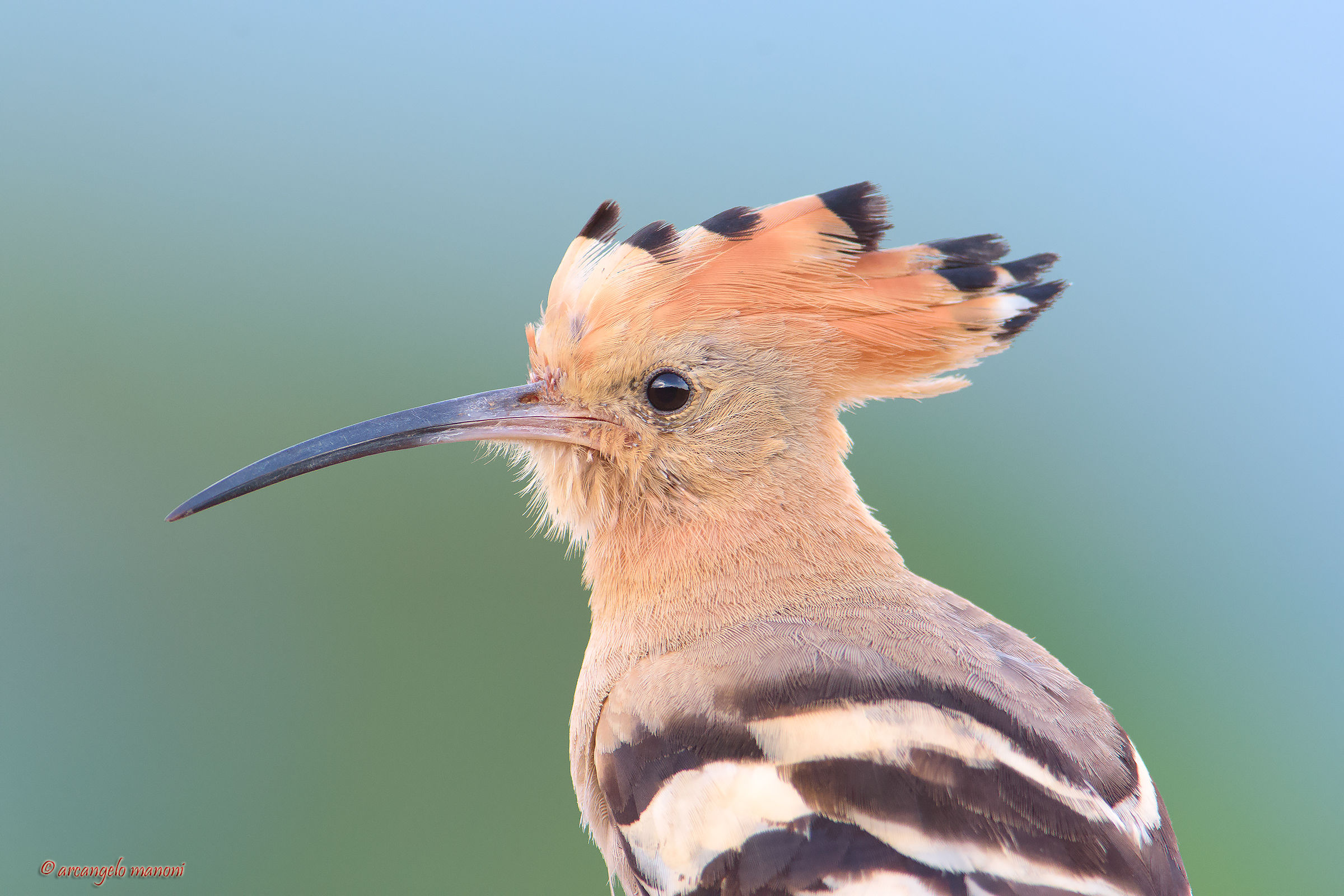 American plan for the hoopoe...