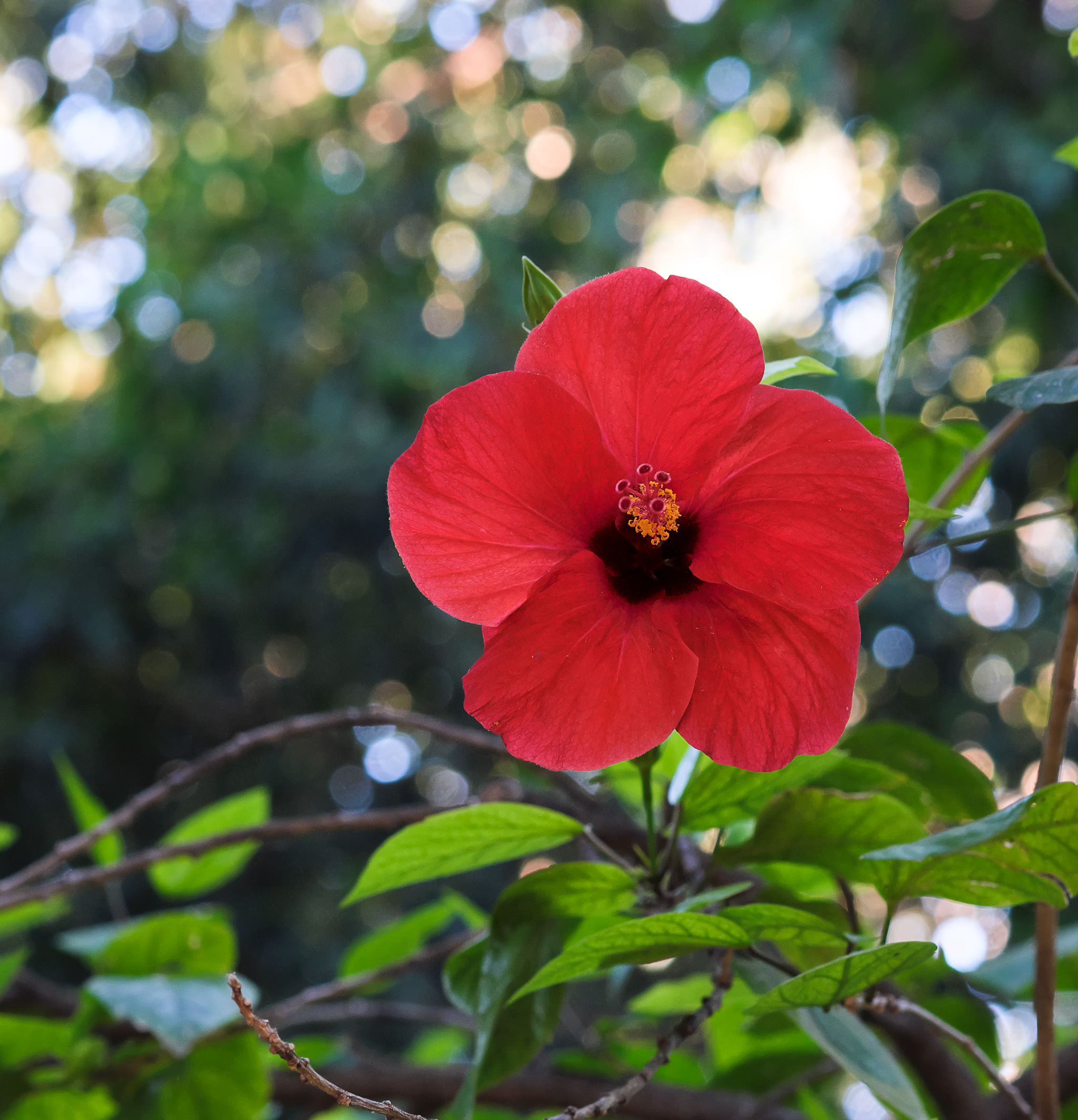 flower...