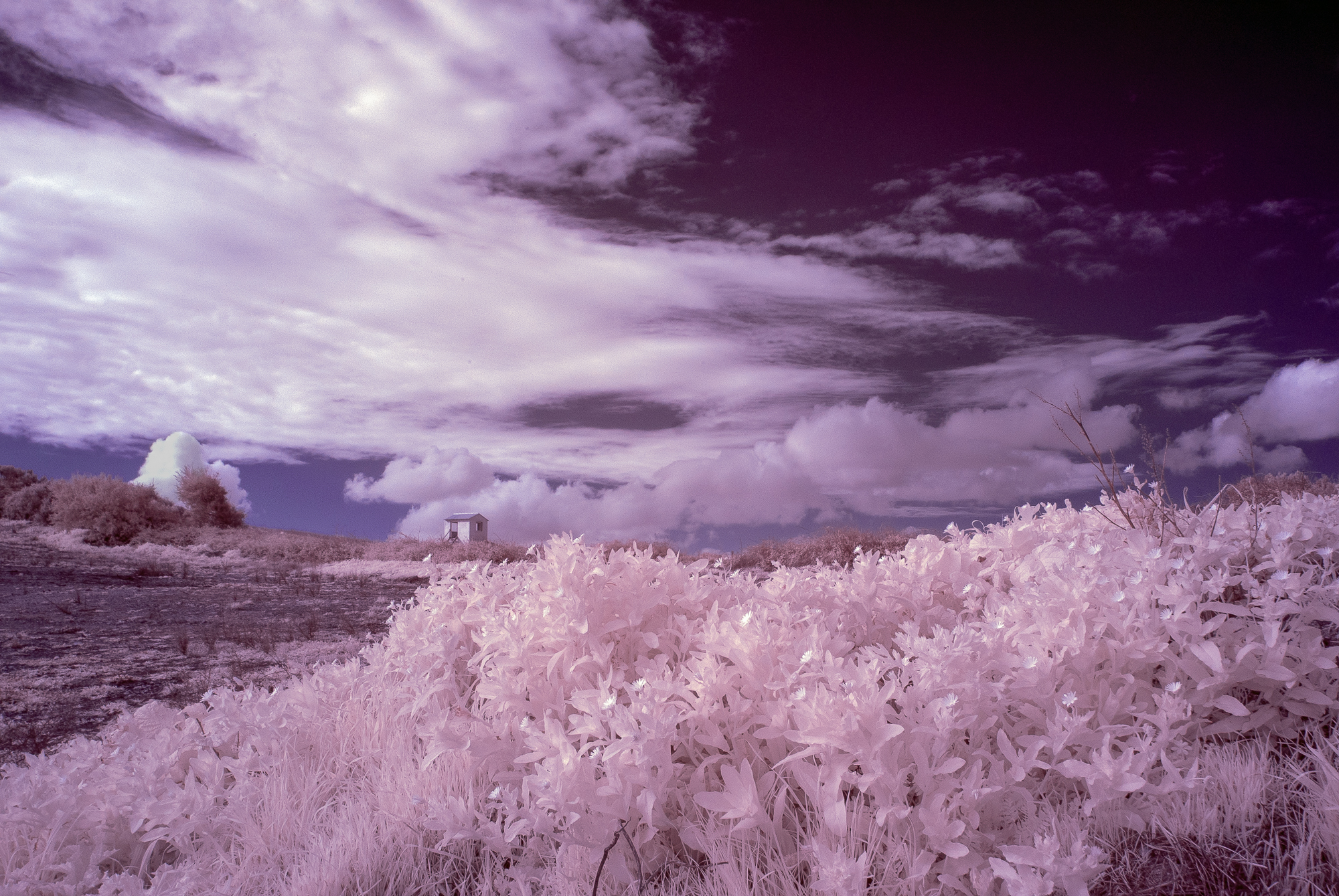 Color Infrared...