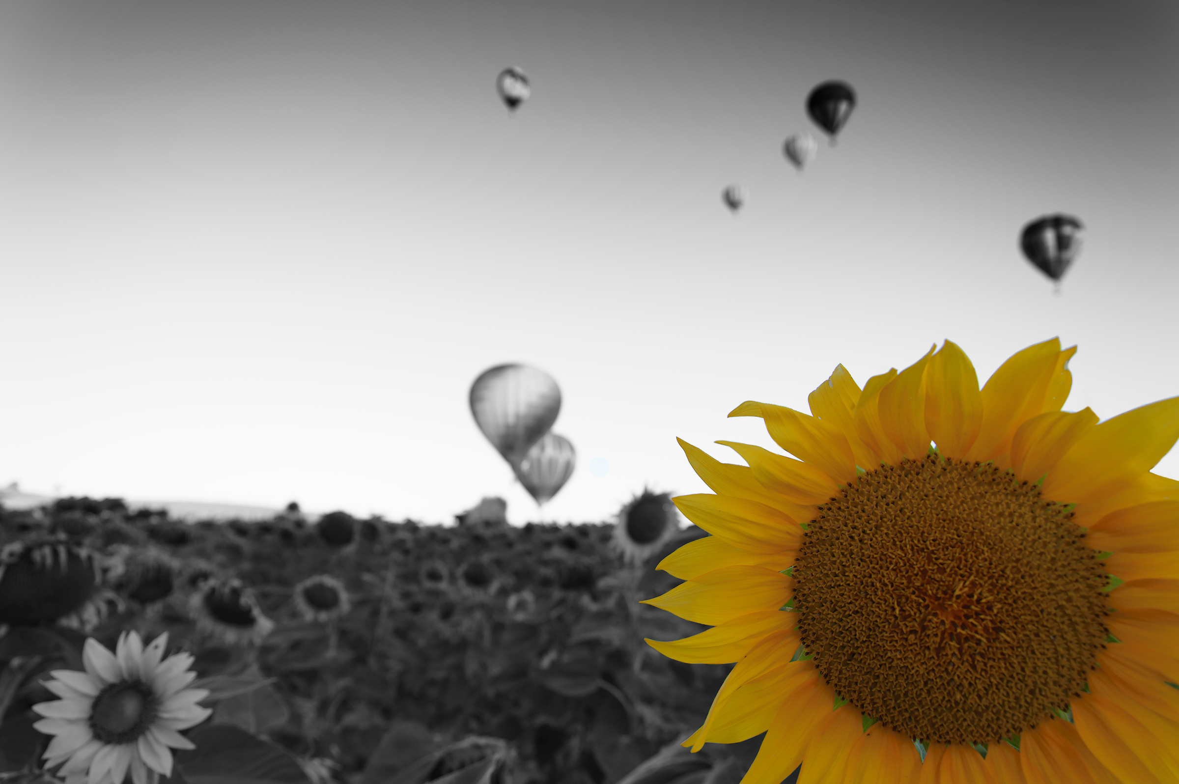 Sunflower...