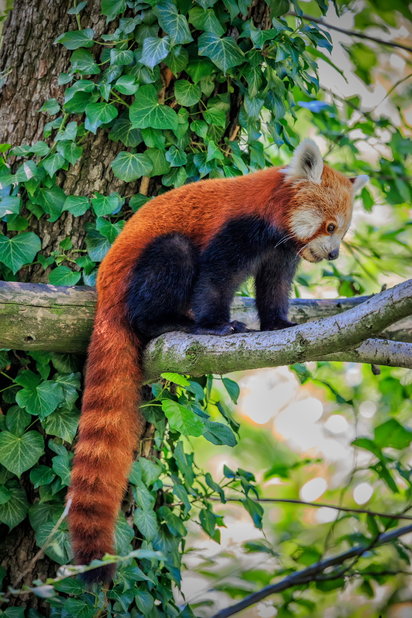 Red panda or less (firefox)...