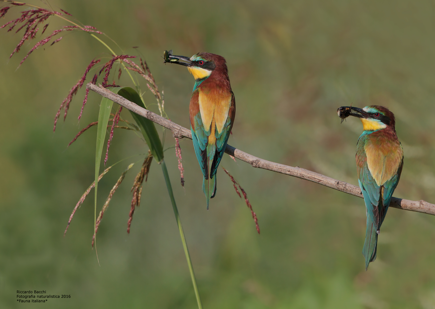 Pair of bee-eaters with bombus and colettero...
