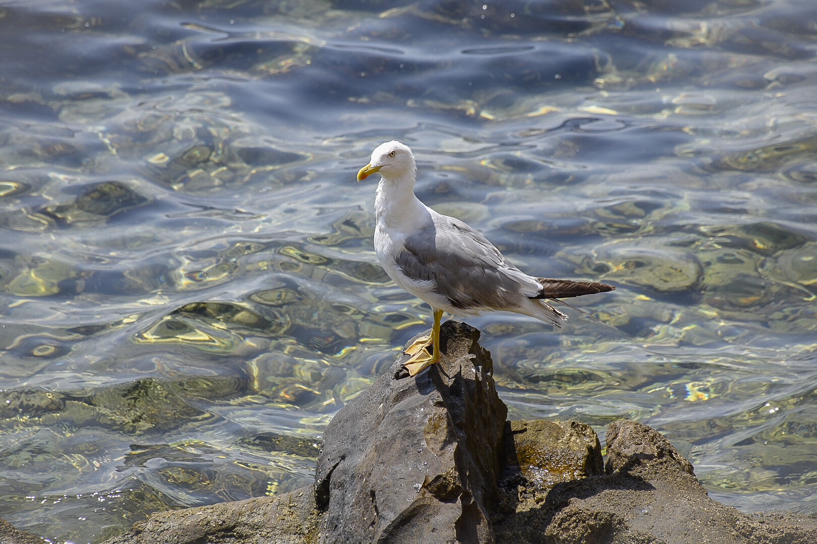 Seagull in Istria...