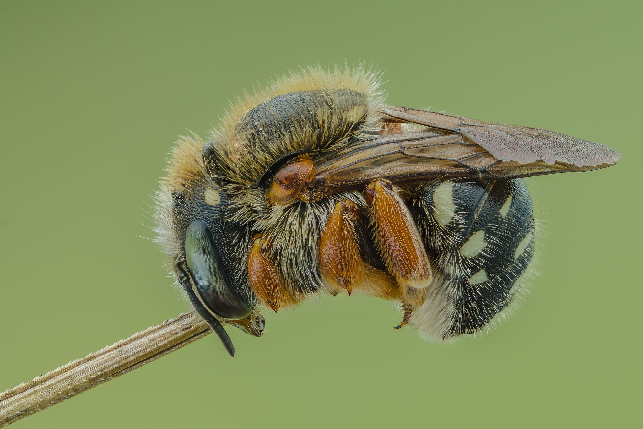 Anthidium punctatum...