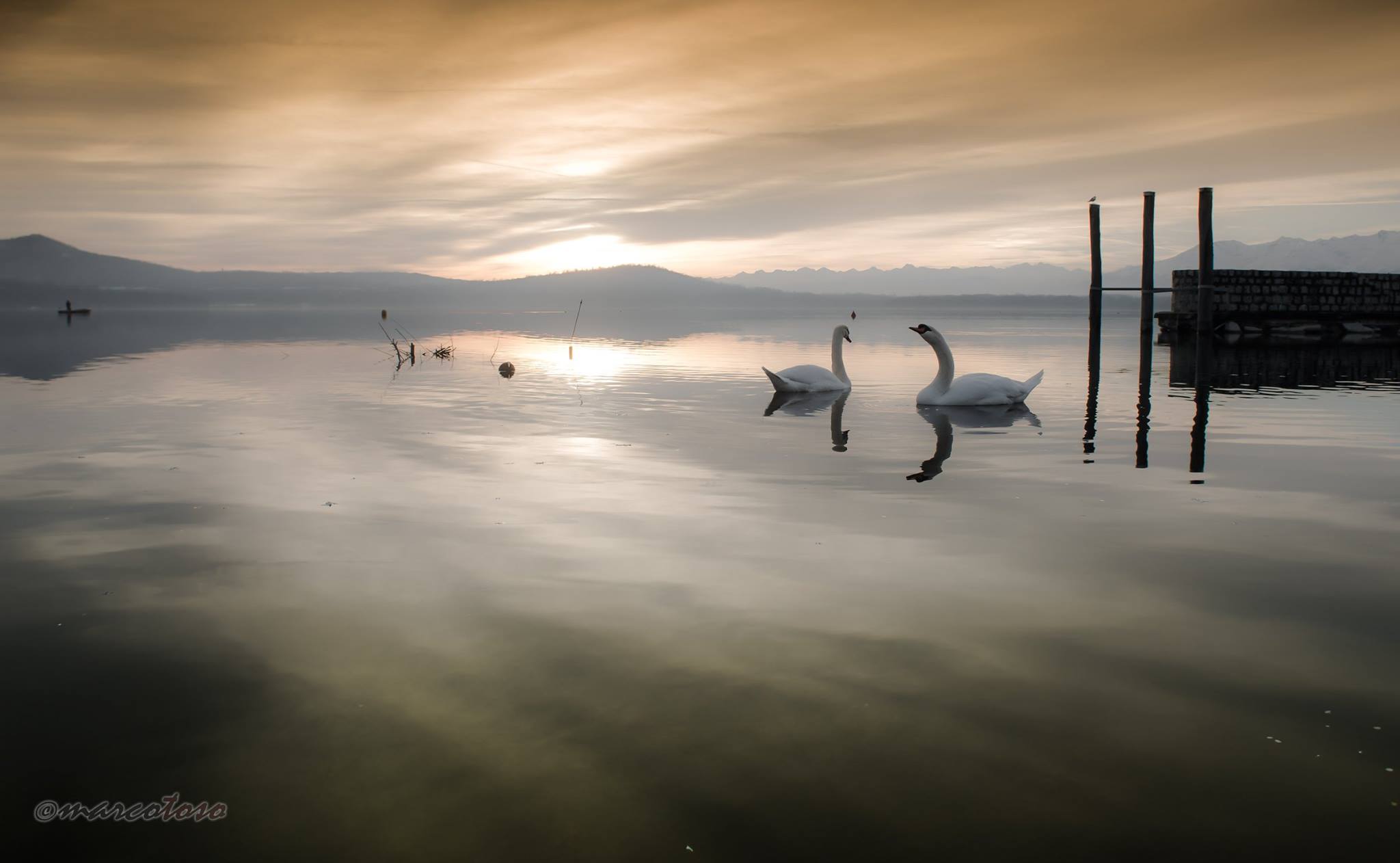 Swans in Viverone...